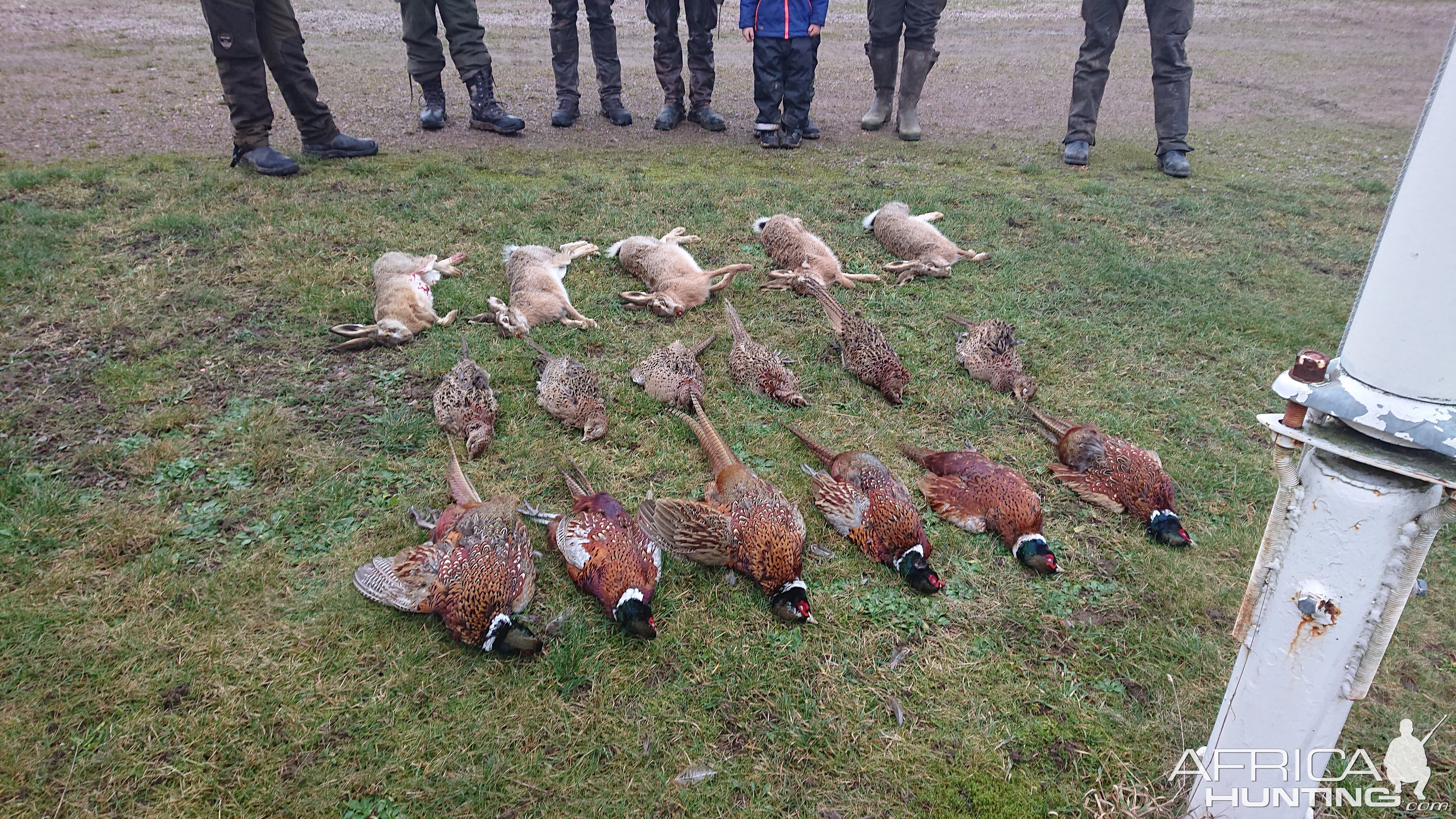 Sweden Bird & Rabbit Hunt