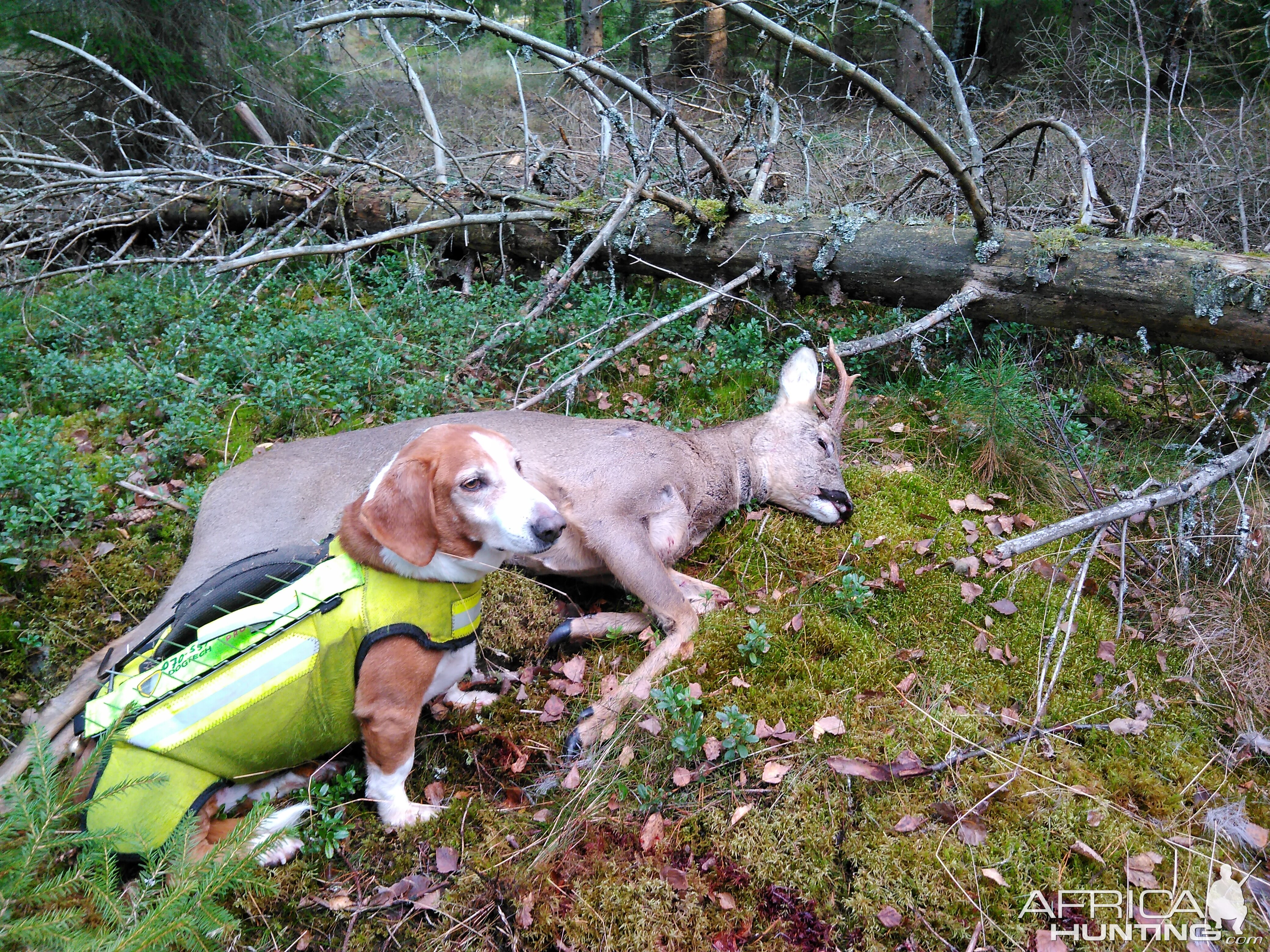 Sweden Hunting Roe Deer