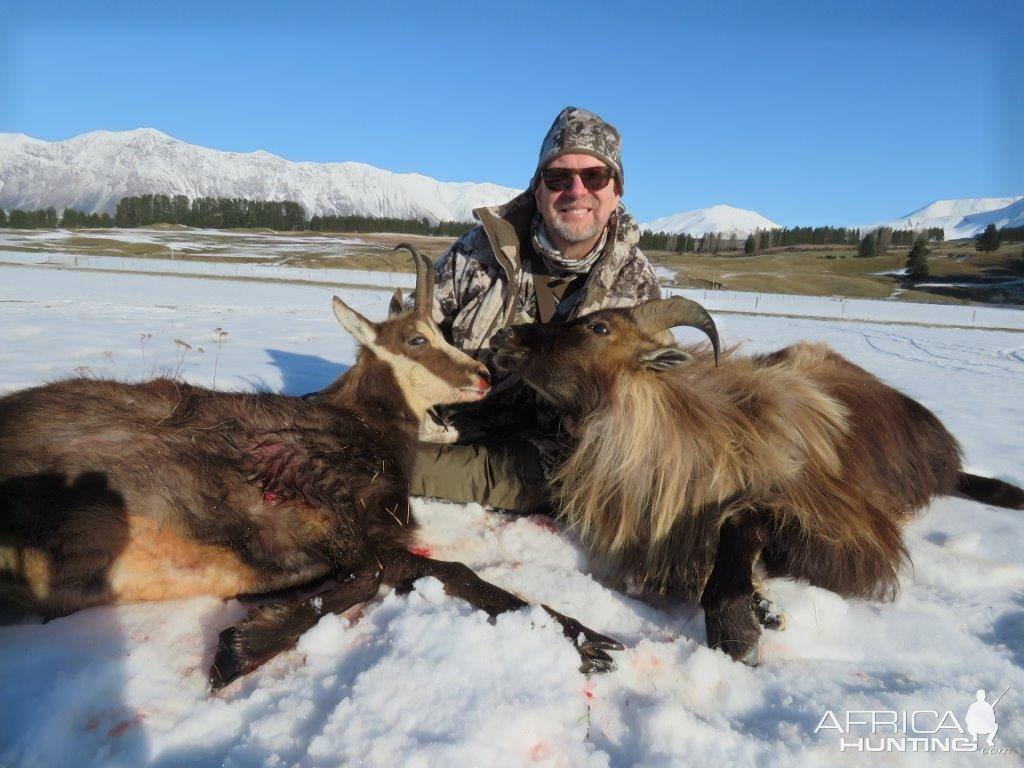 Tahr & Chamois Hunting New Zealand