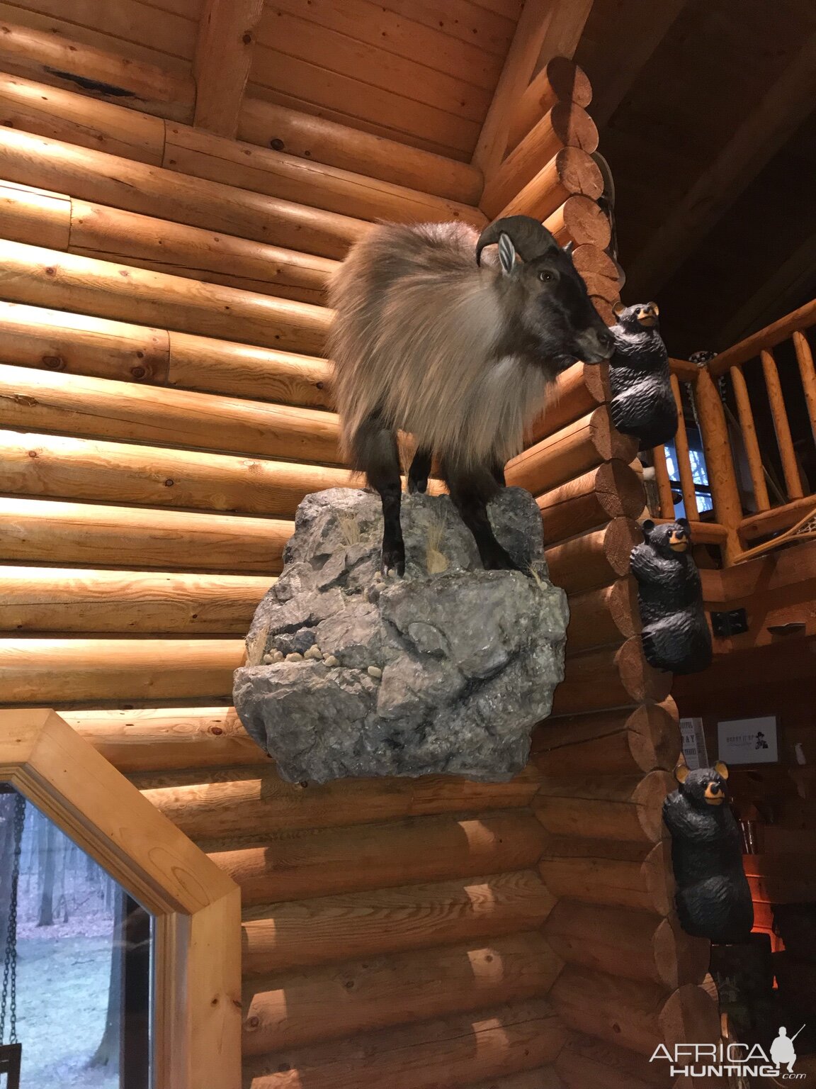 Tahr Full Mount Taxidermy