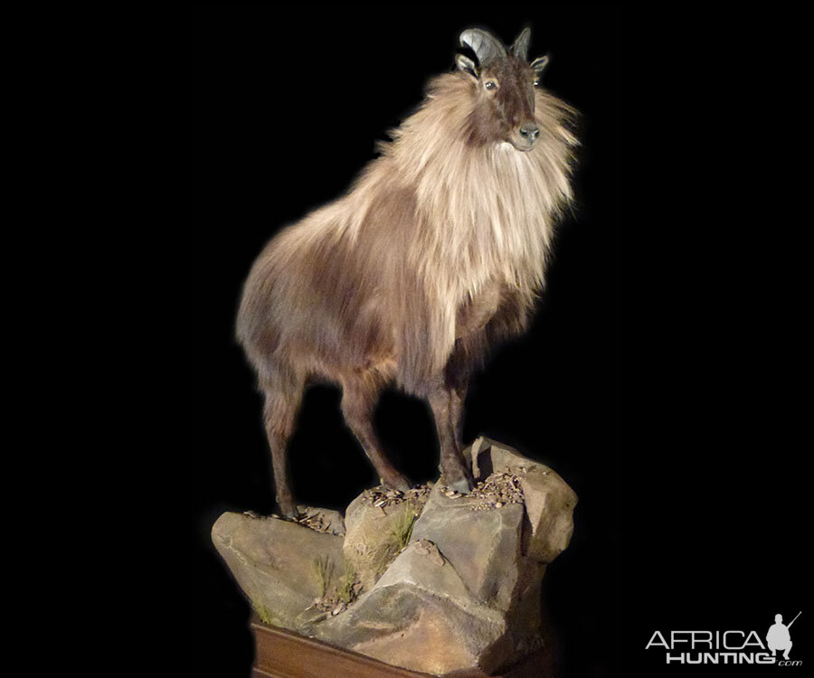 Tahr Full Mount Taxidermy