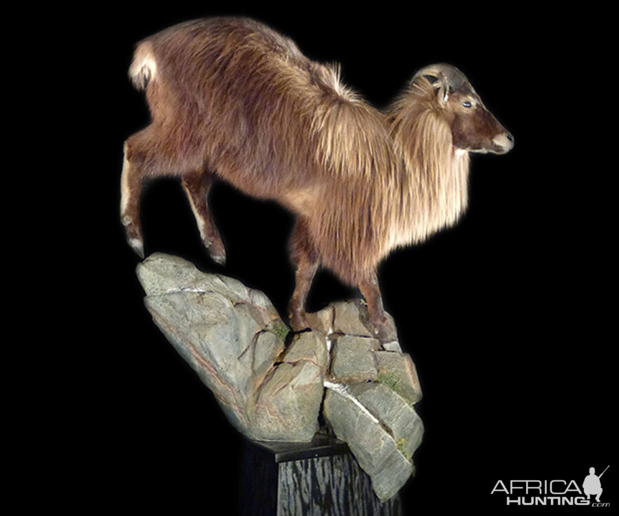 Tahr Full Mount Taxidermy