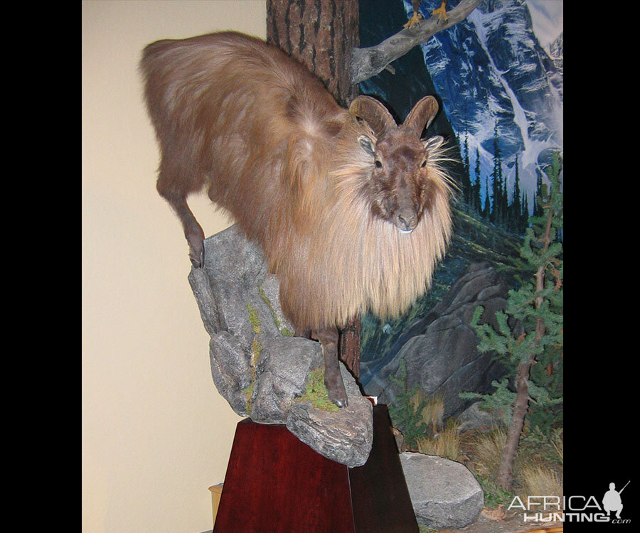 Tahr Full Mount Taxidermy