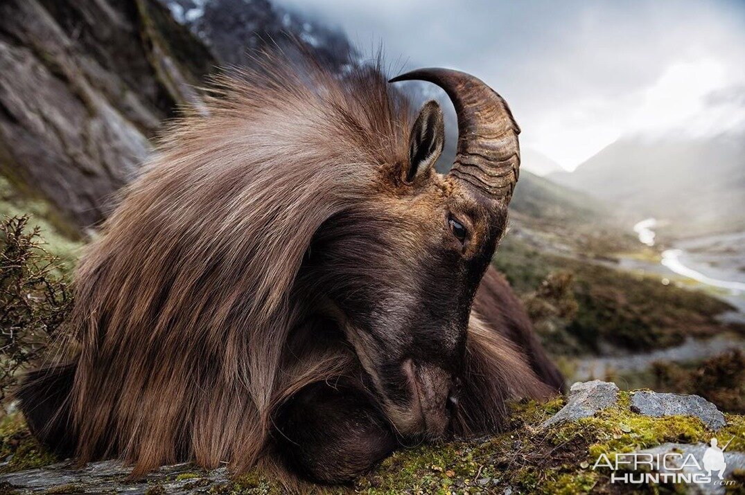 Tahr Hunt