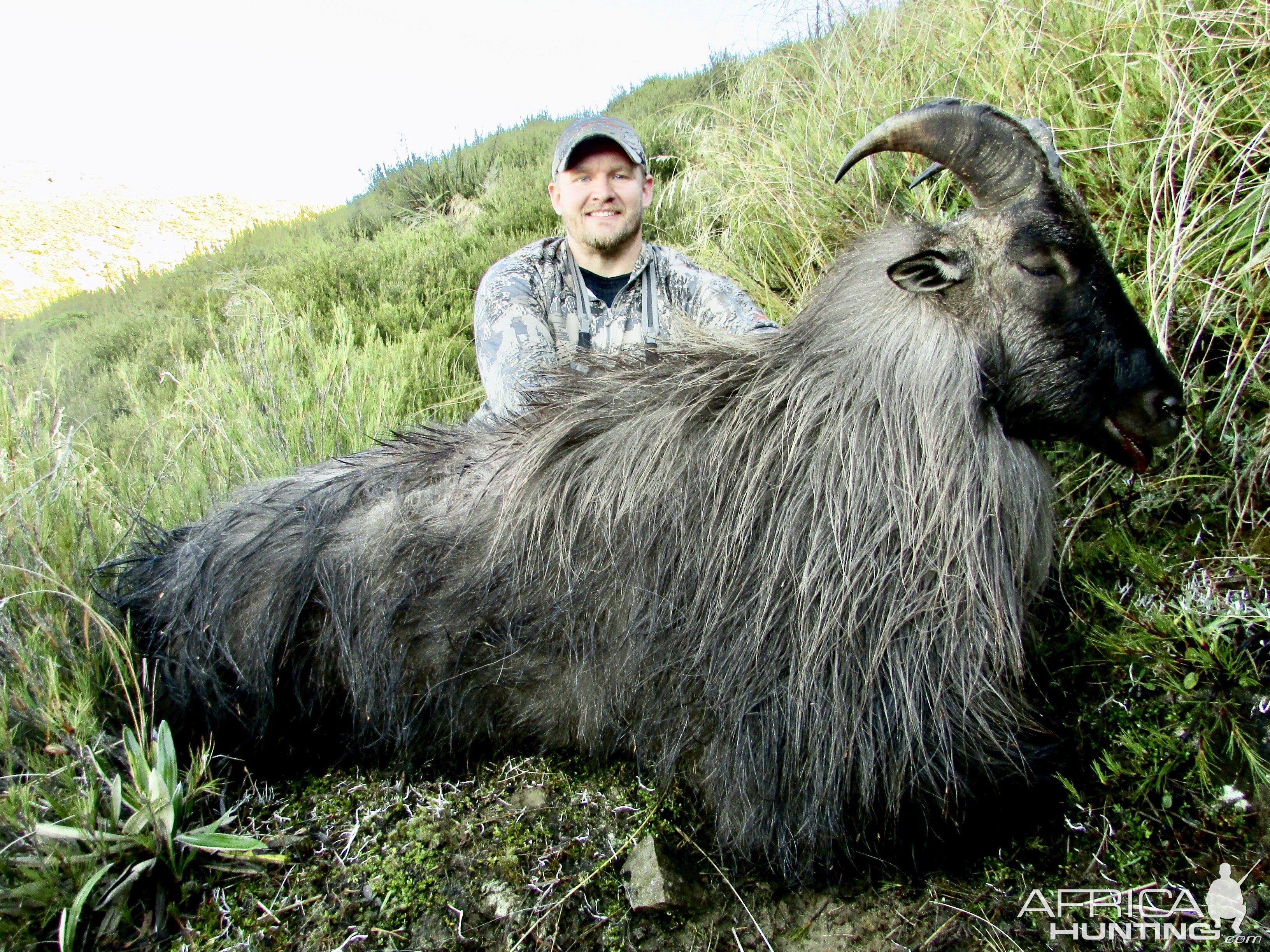 Tahr Hunting New Zealand- Free range, wild, on foot, private land