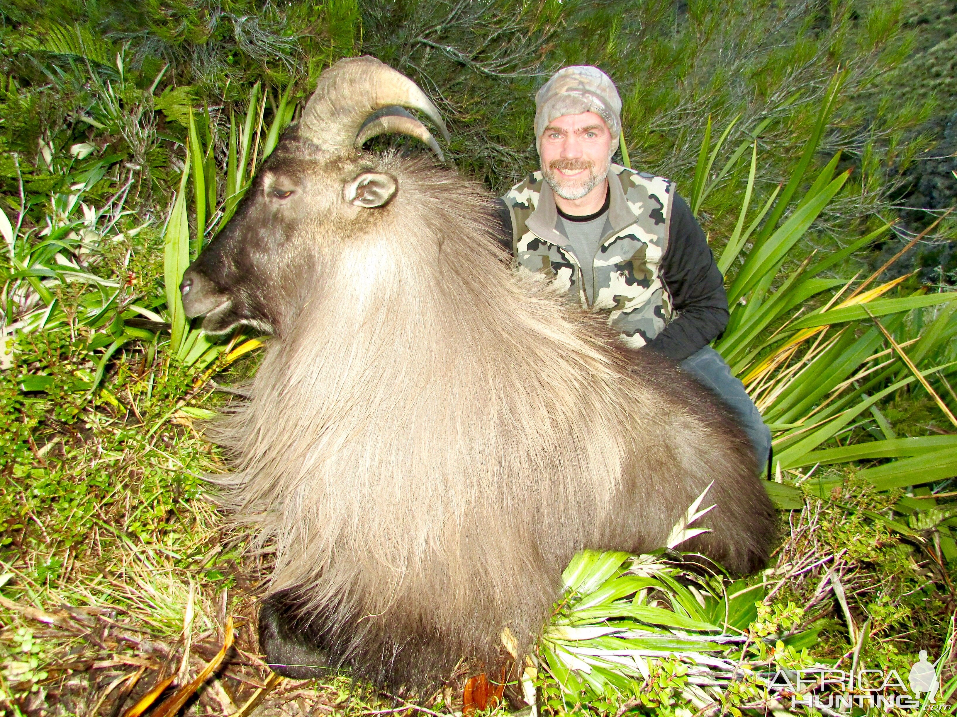 Tahr Hunting on private land- Free ranging & wild foot hunt