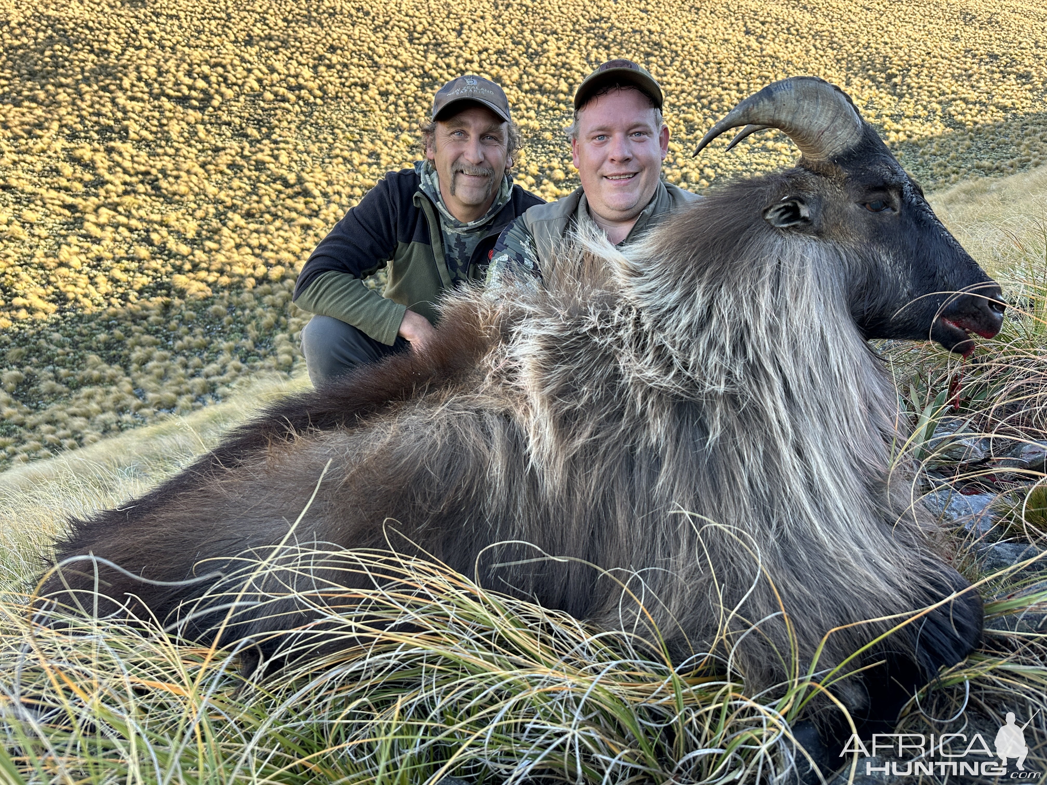 Tahr Hunting