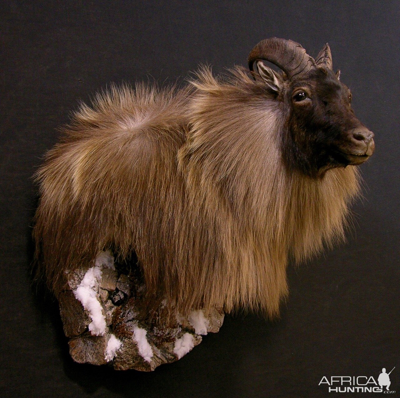 Tahr Shoulder Mount Taxidermy