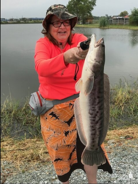 Tammy's big snakehead