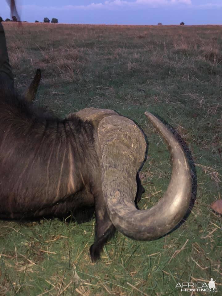 Tanzania Hunting Cape Buffalo