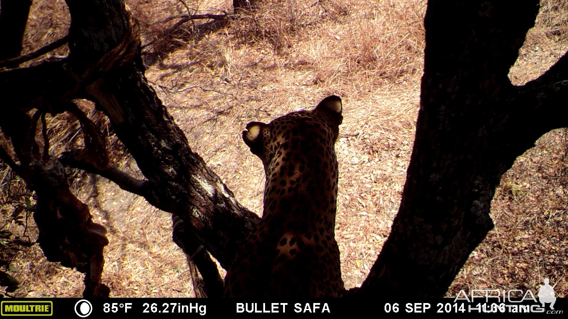 Tanzania Leopard Trail Cam