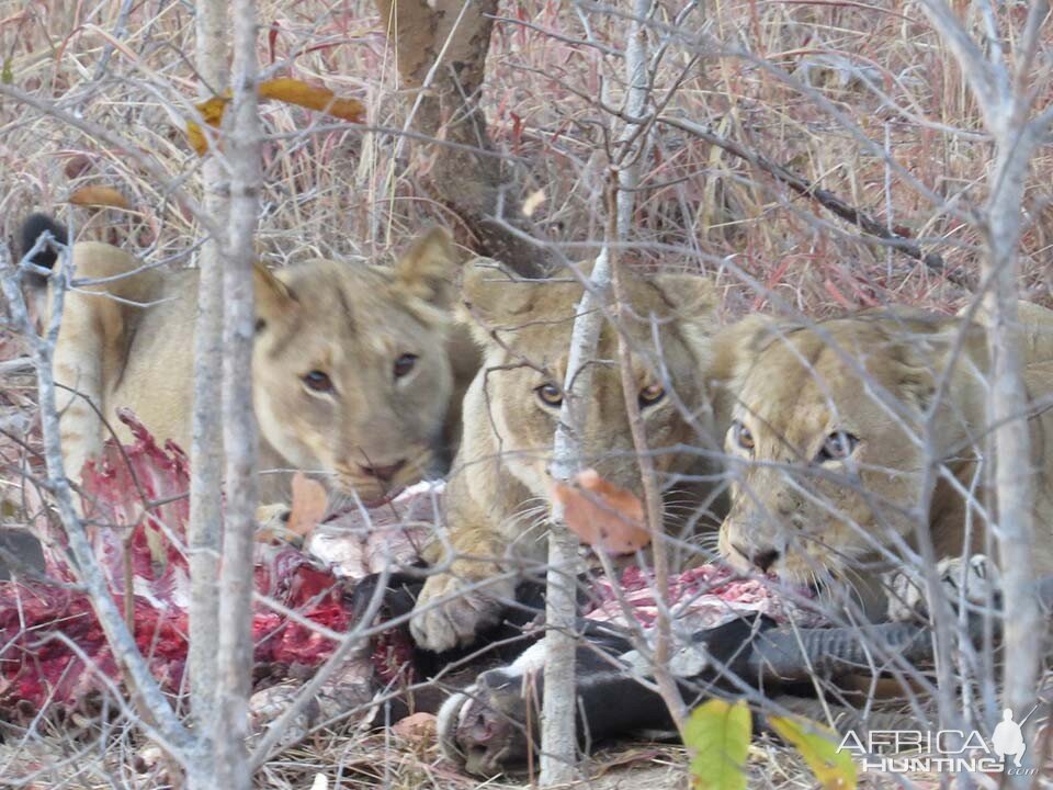 Tanzania Lion Cubs Feeding