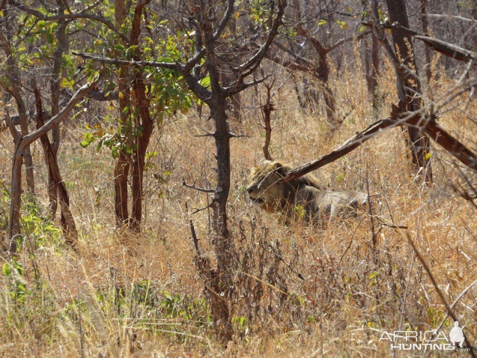 Tanzania Lion