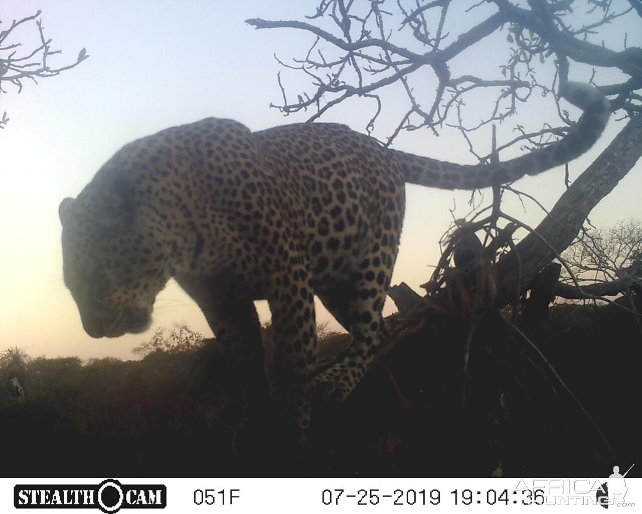 Tanzania Trail Cam Pictures Leopard