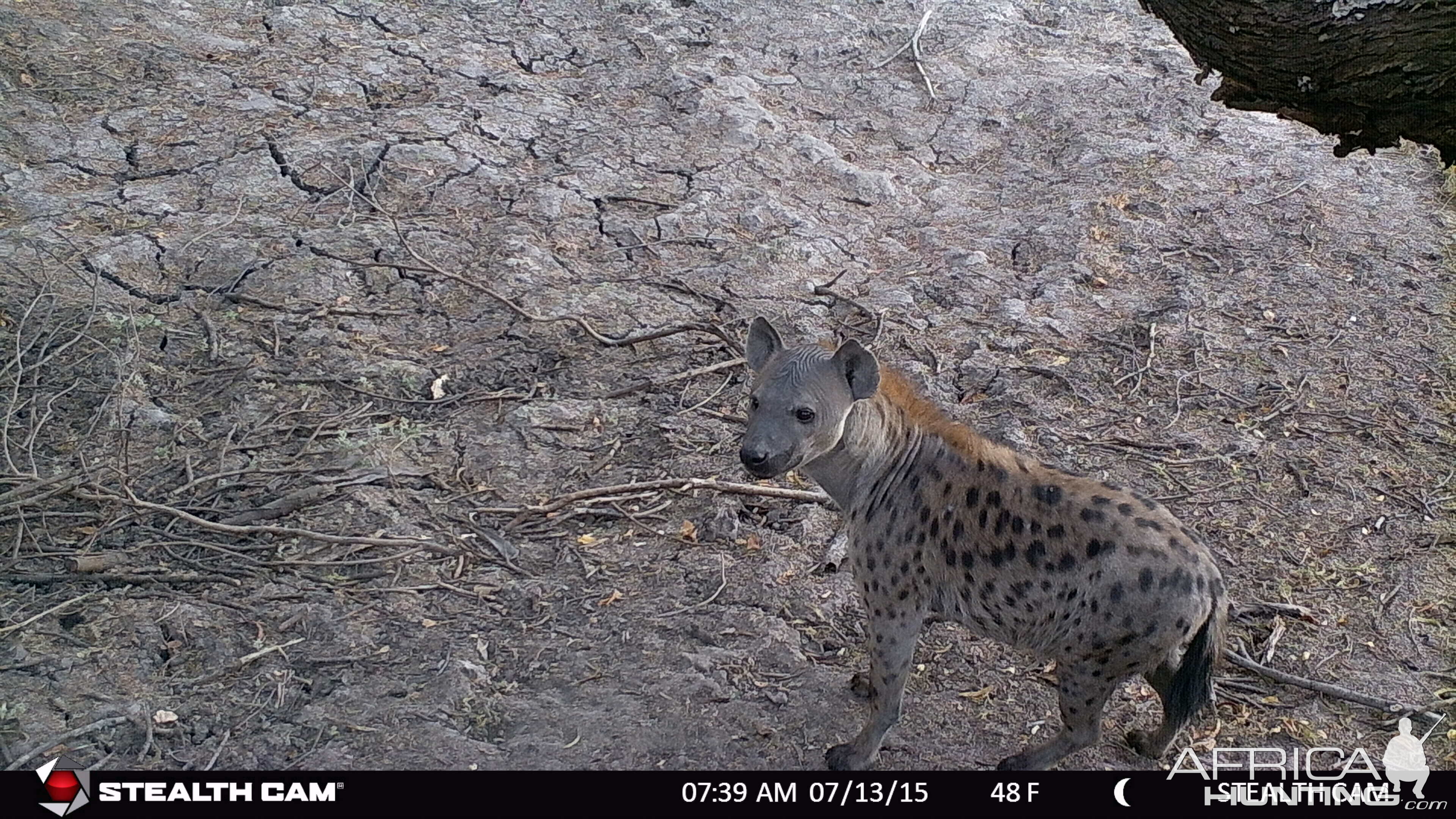 Tanzania Trail Cam Spotted Hyena