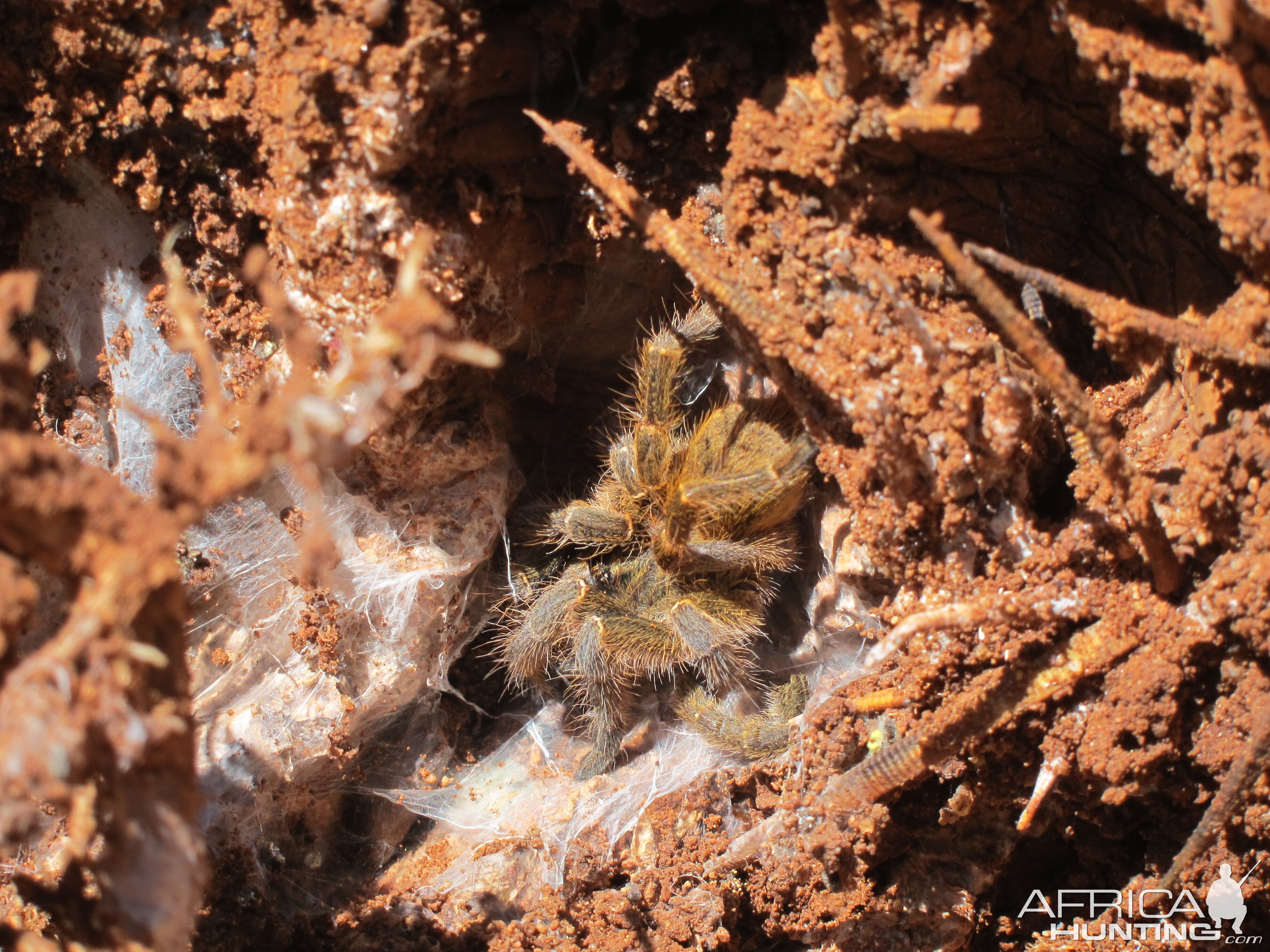 Tarantula Namibia