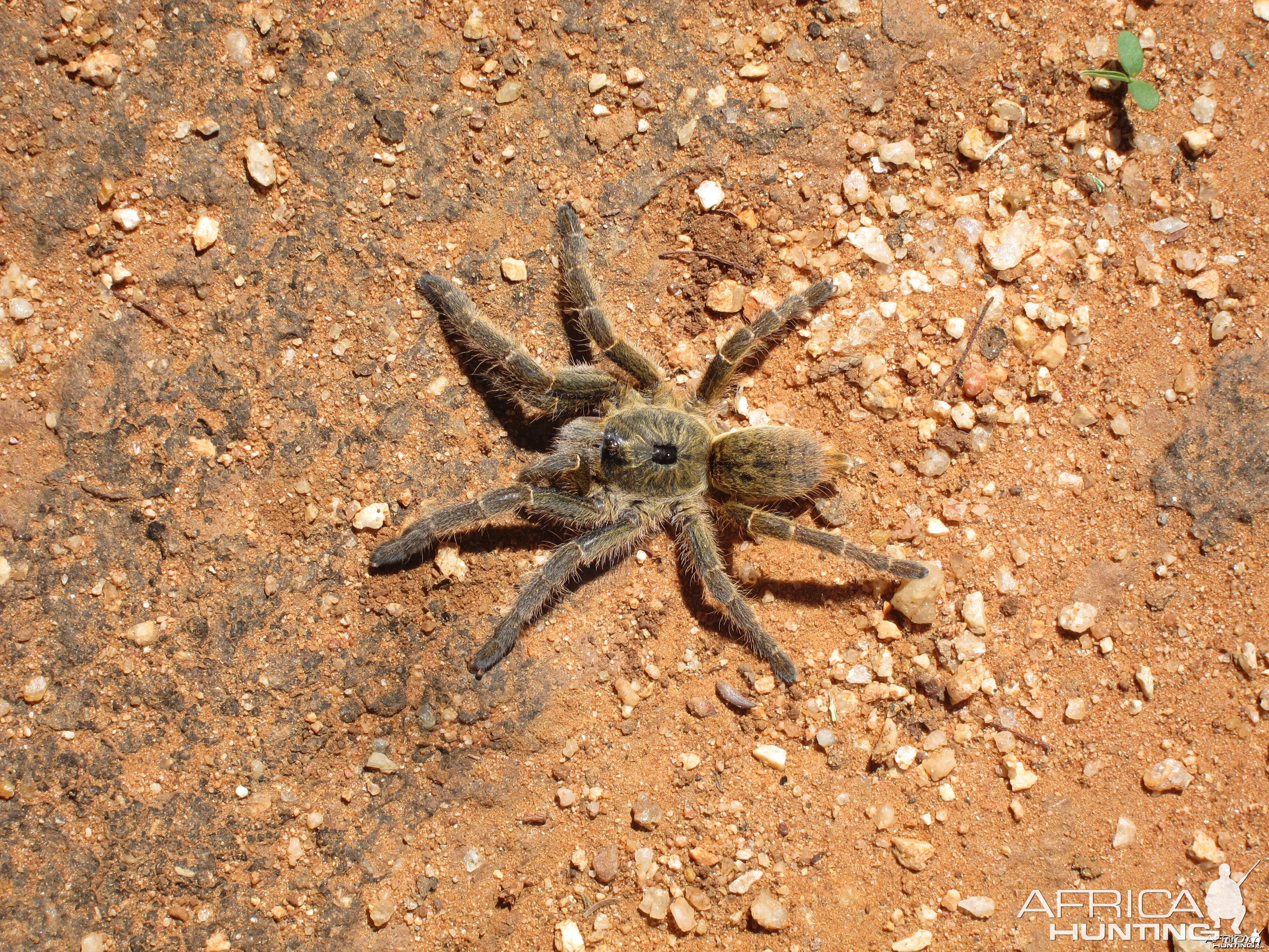 Tarantula Namibia