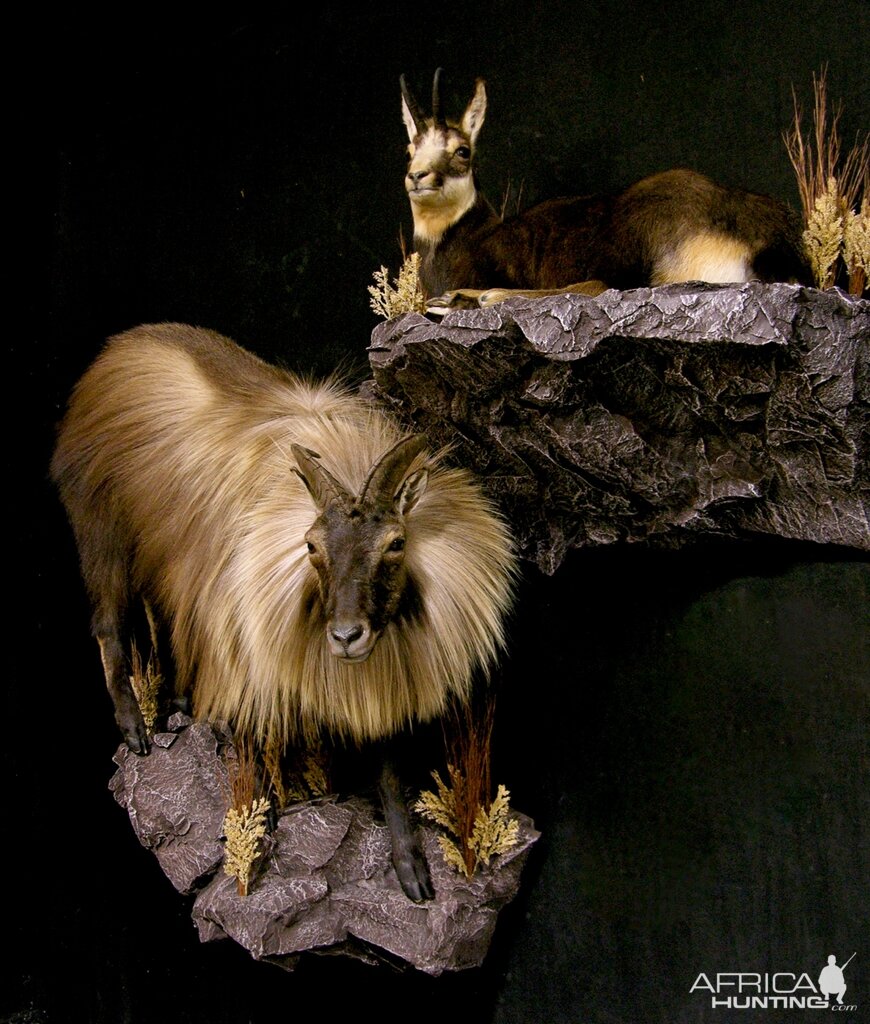 Tarh & Chamois Full Mount Taxidermy