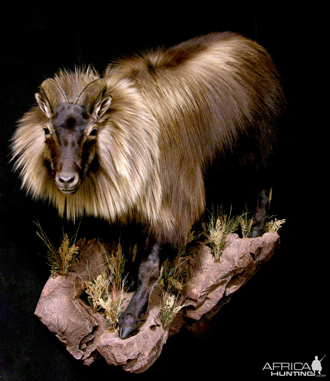 Tarh Full Mount Taxidermy