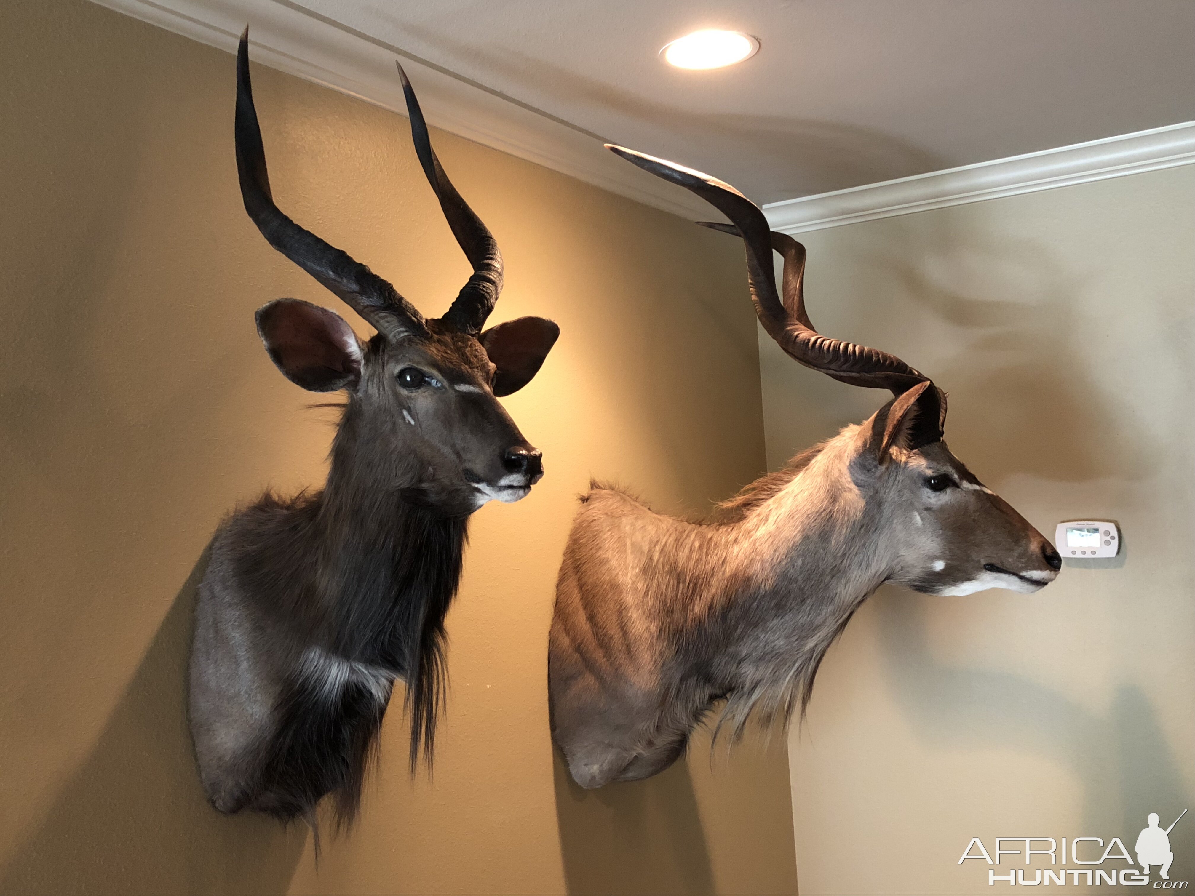 Taxidermy 2017 safari