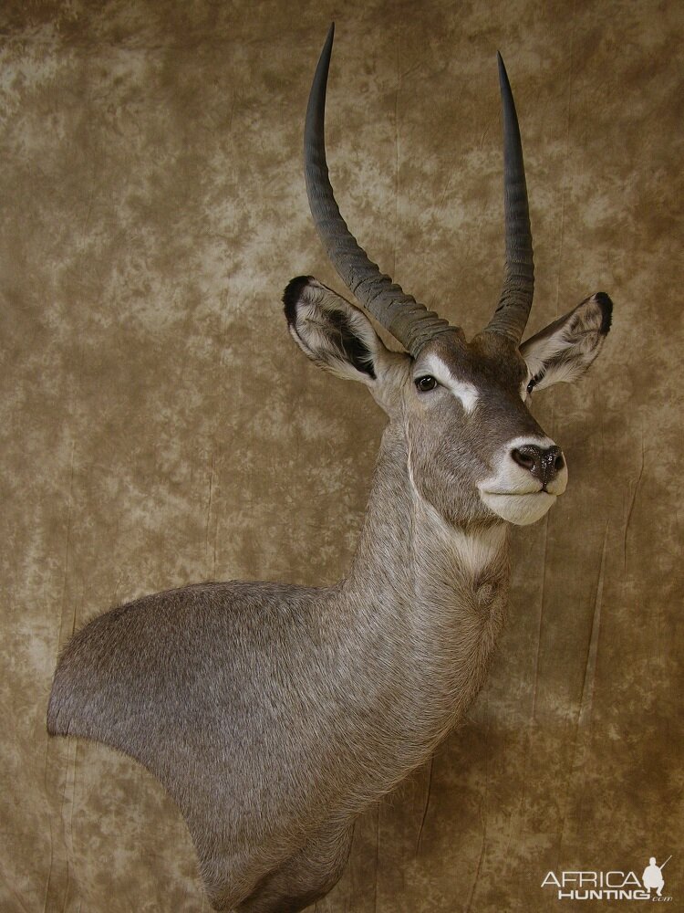 Taxidermy 32" Waterbuck Wall Pedestal