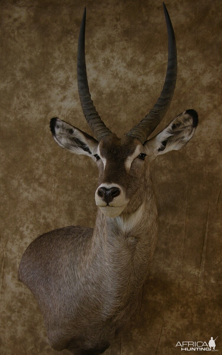 Taxidermy 32" Waterbuck Wall Pedestal