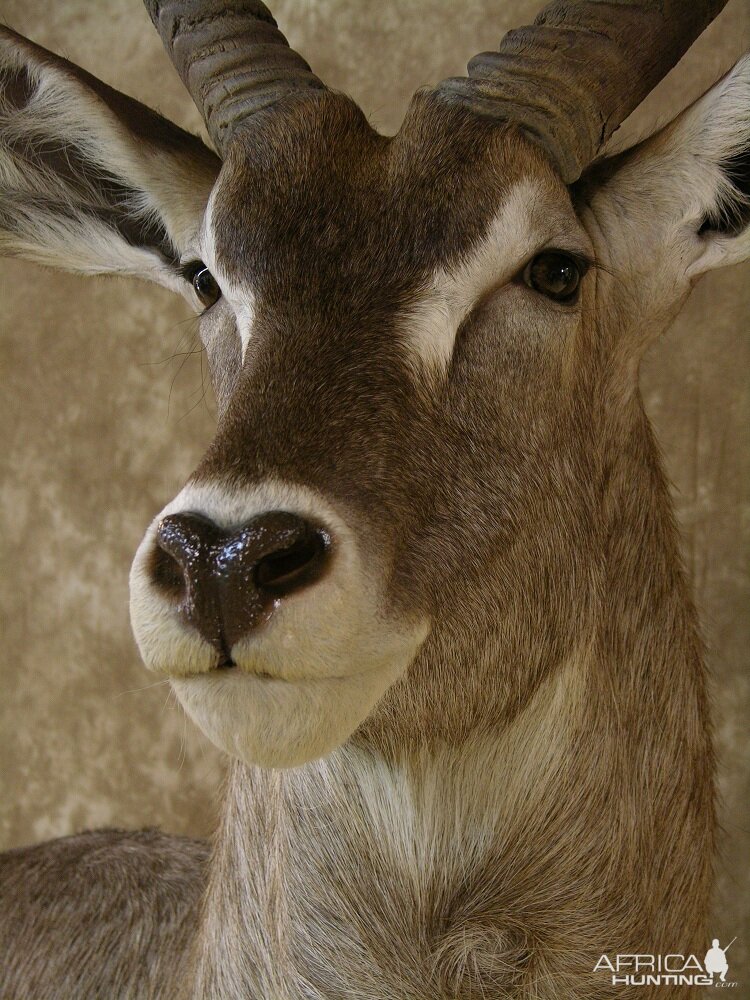 Taxidermy 32" Waterbuck Wall Pedestal