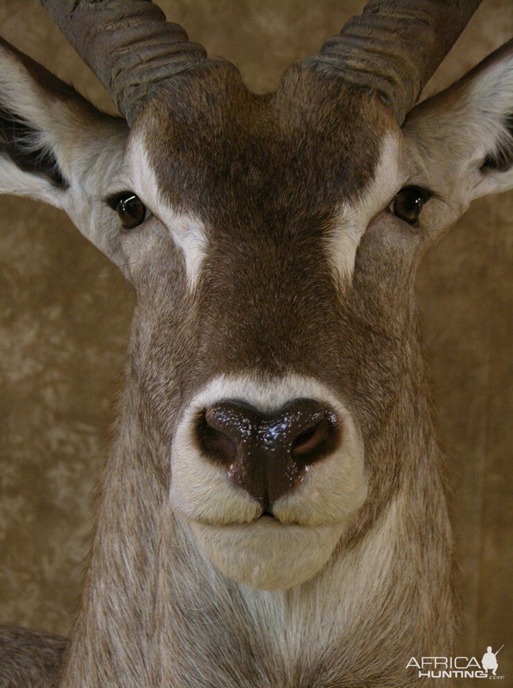 Taxidermy 32" Waterbuck Wall Pedestal