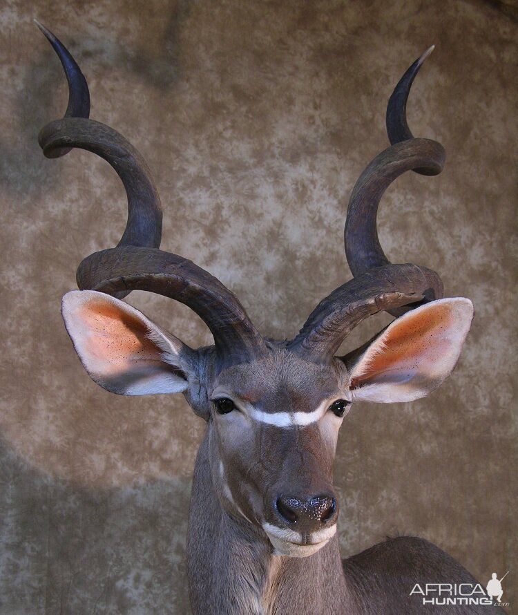 Taxidermy 62 Inch Kudu Mount