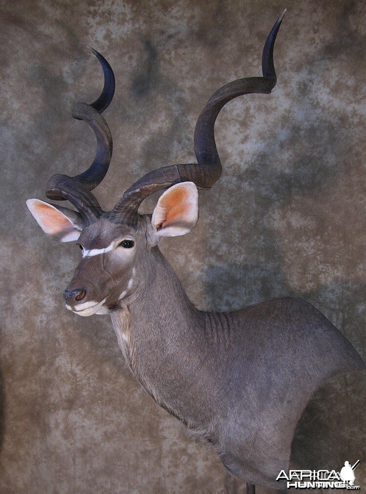 Taxidermy 62 inch Kudu