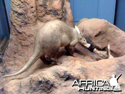 Taxidermy Aardvark