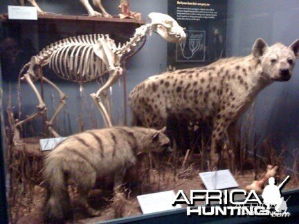 Taxidermy Aardwolf & Spotted Hyena