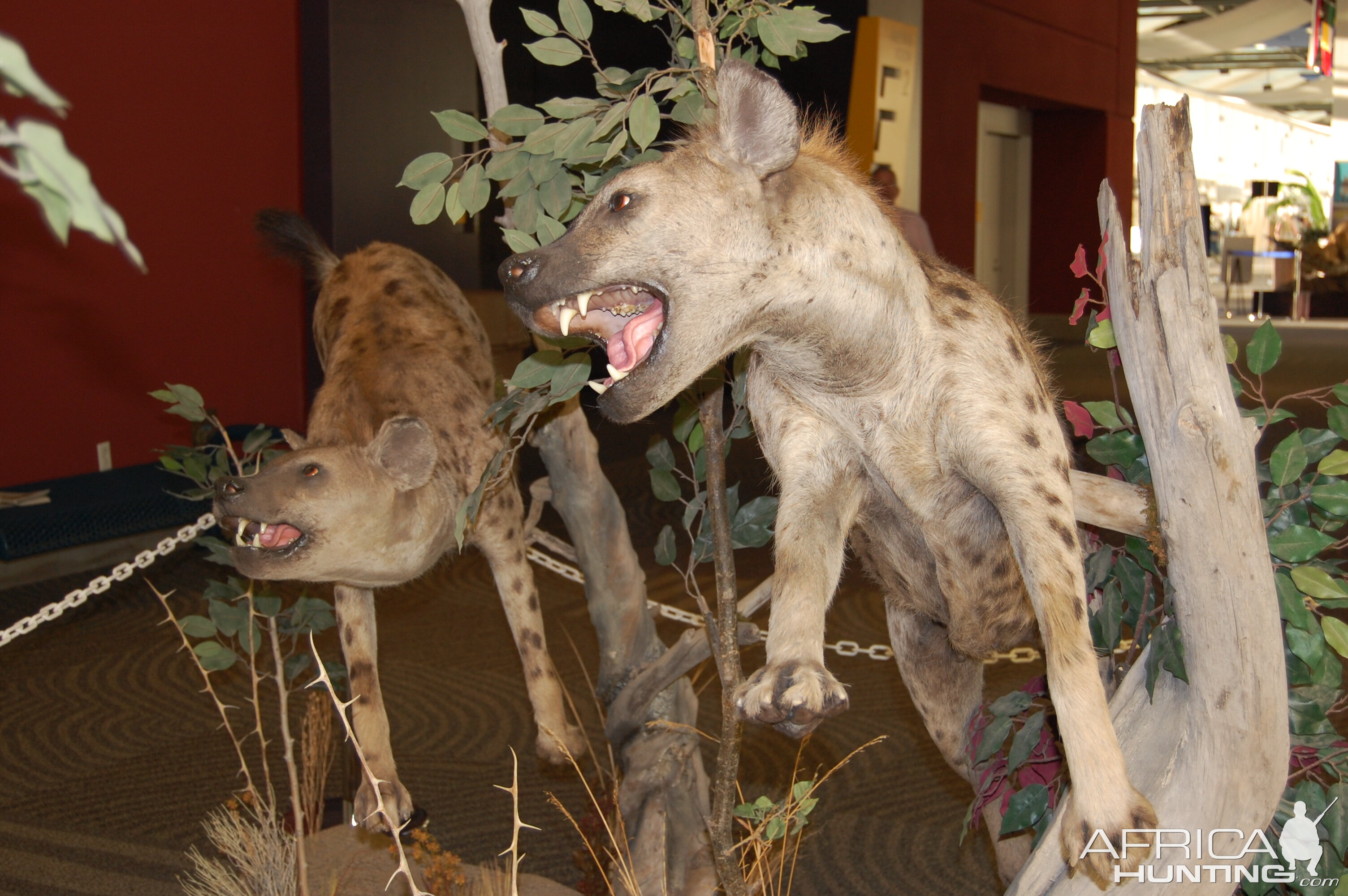 Taxidermy at Safari Club International Convention