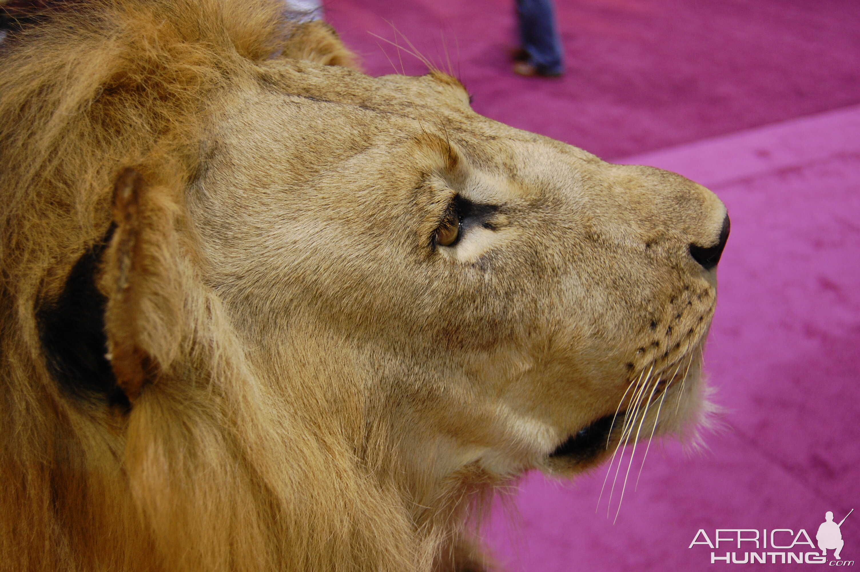 Taxidermy at Safari Club International Convention