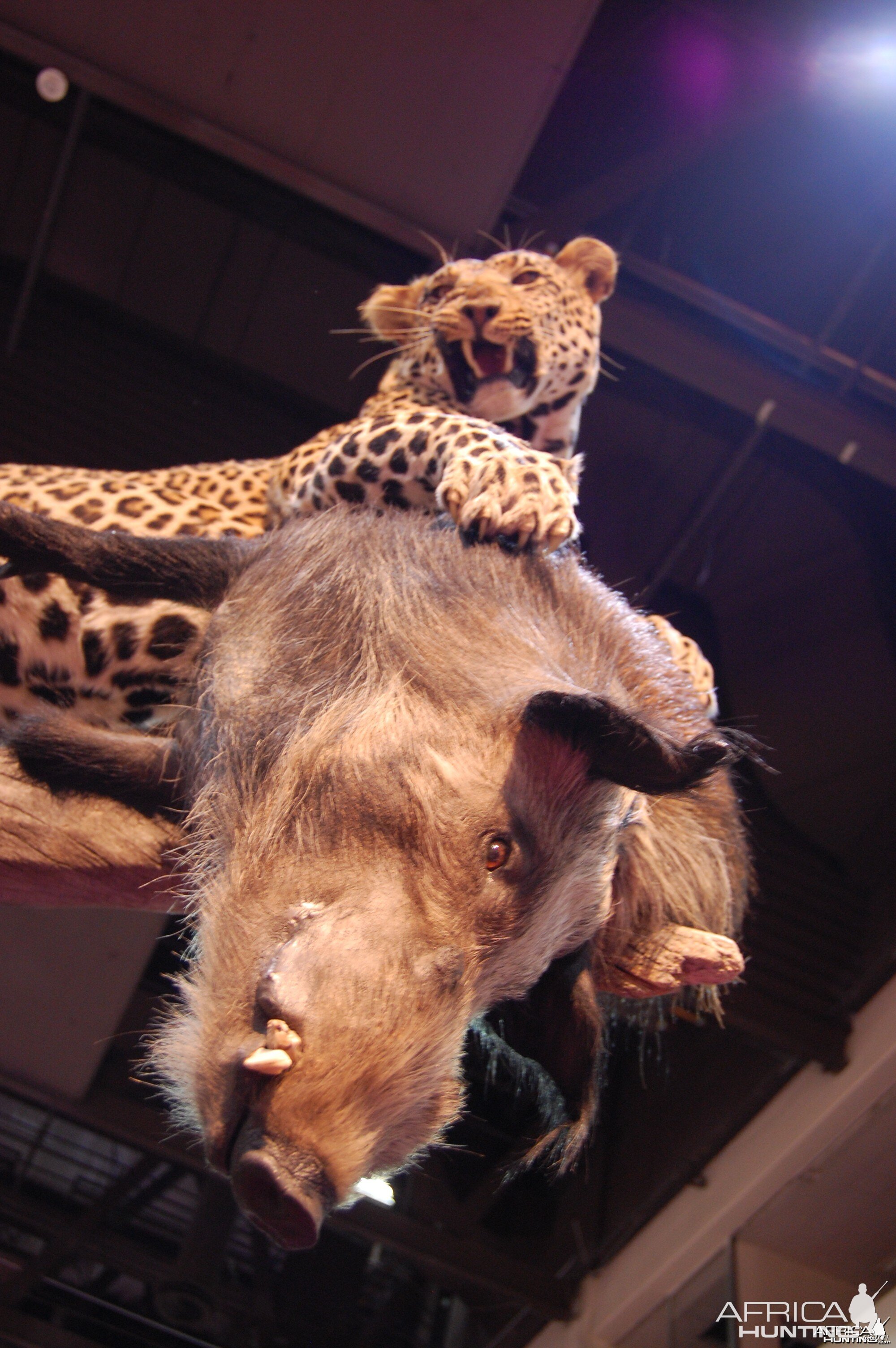 Taxidermy at Safari Club International Convention