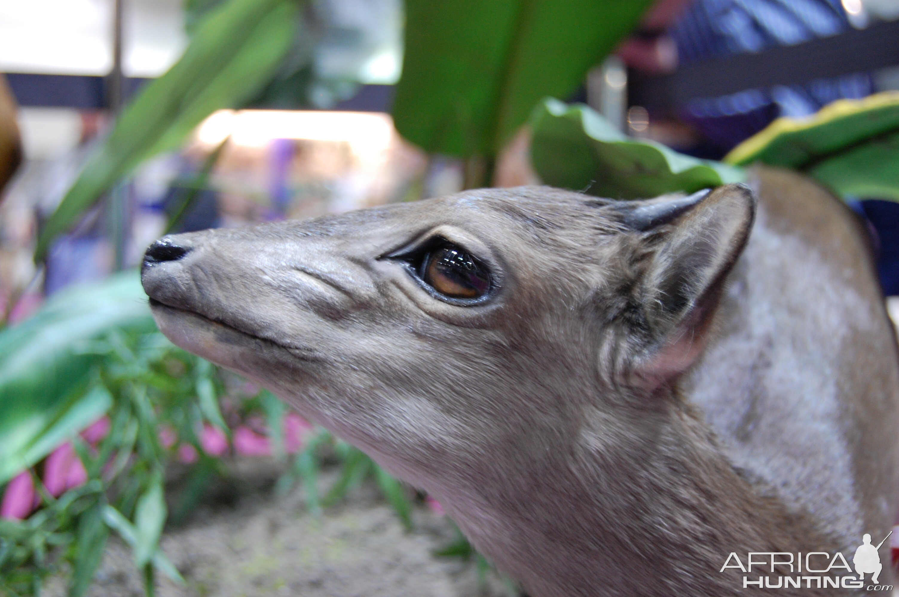 Taxidermy at Safari Club International Convention