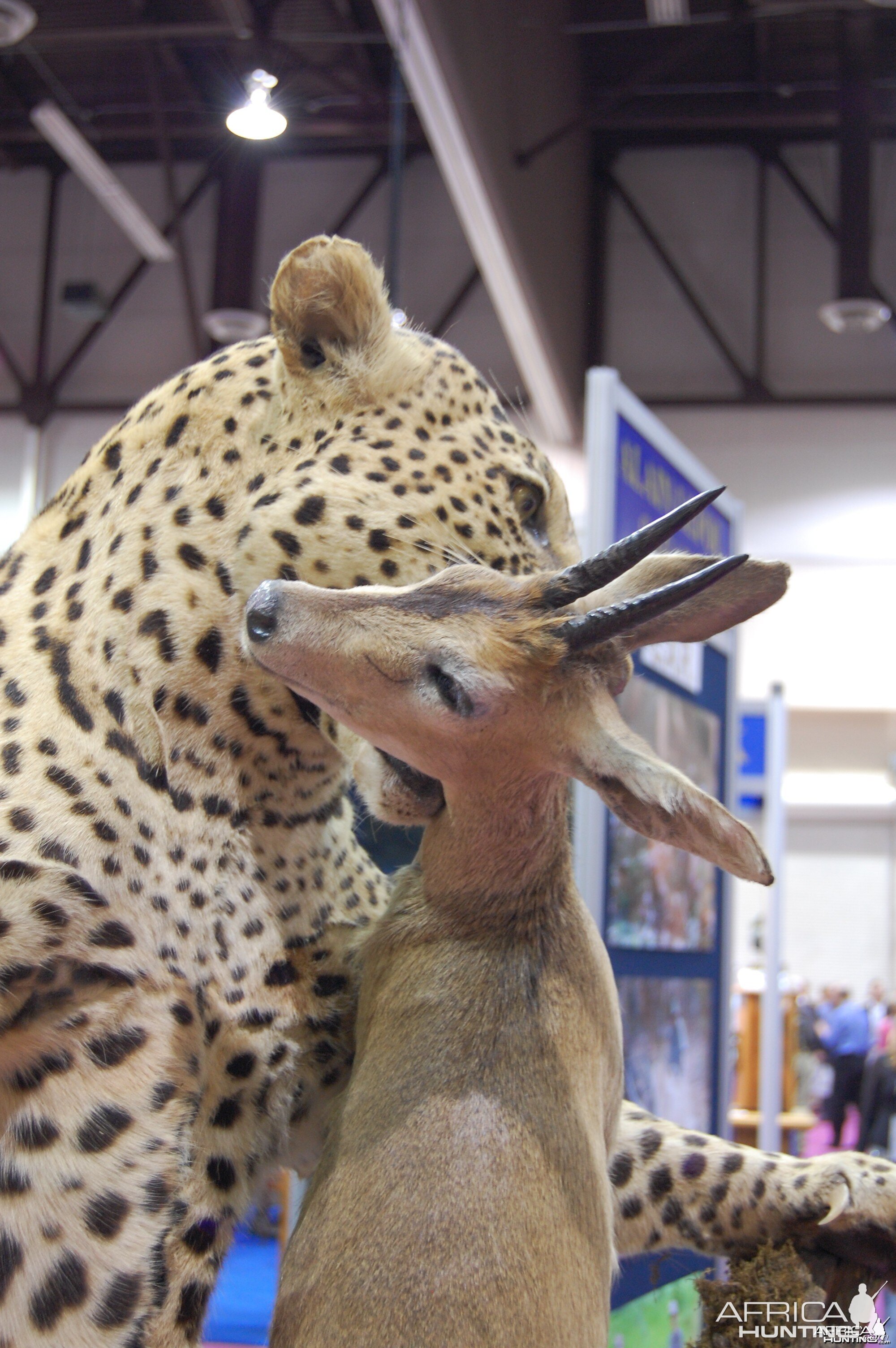 Taxidermy at Safari Club International Convention