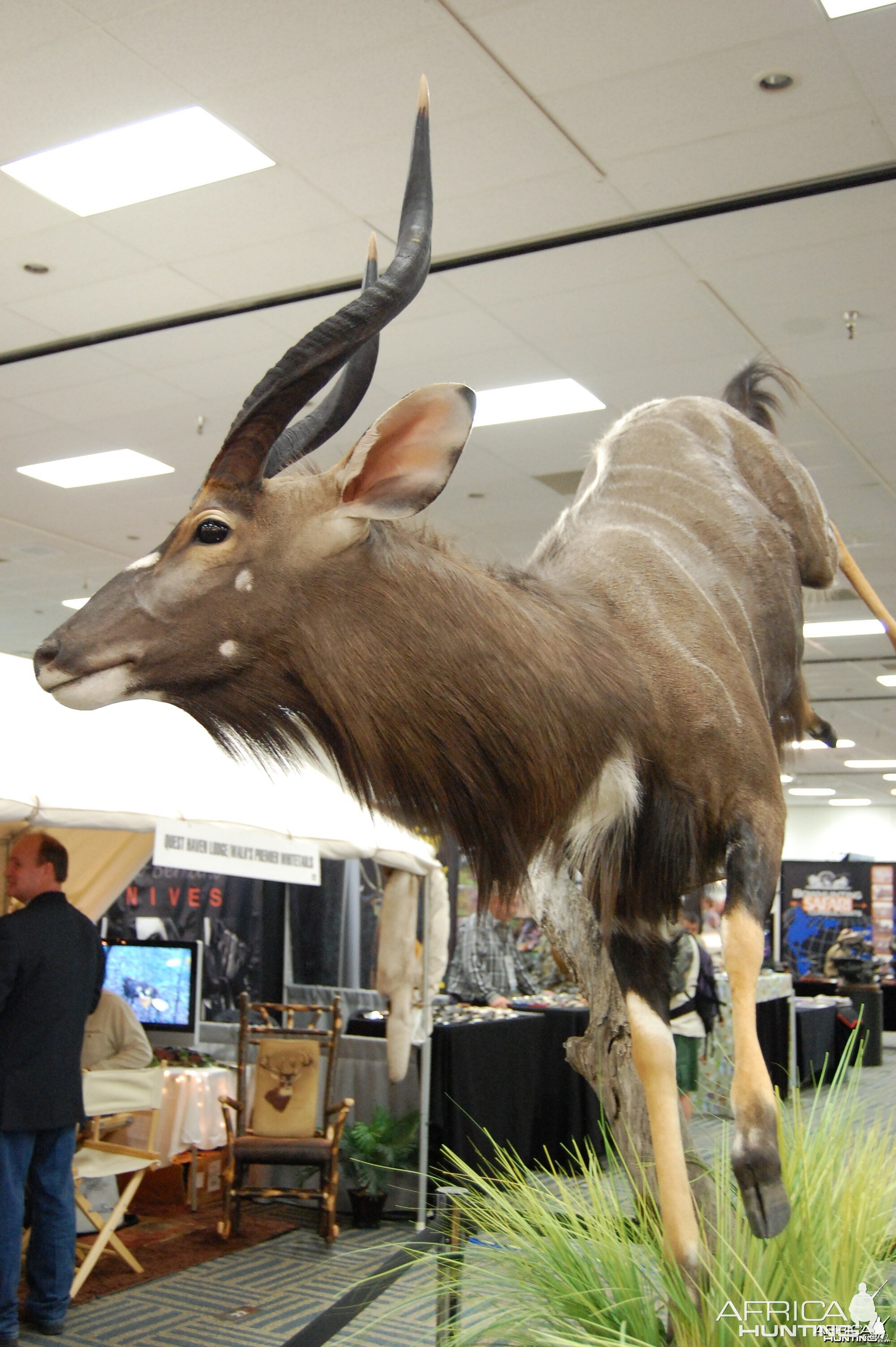 Taxidermy at Safari Club International Convention