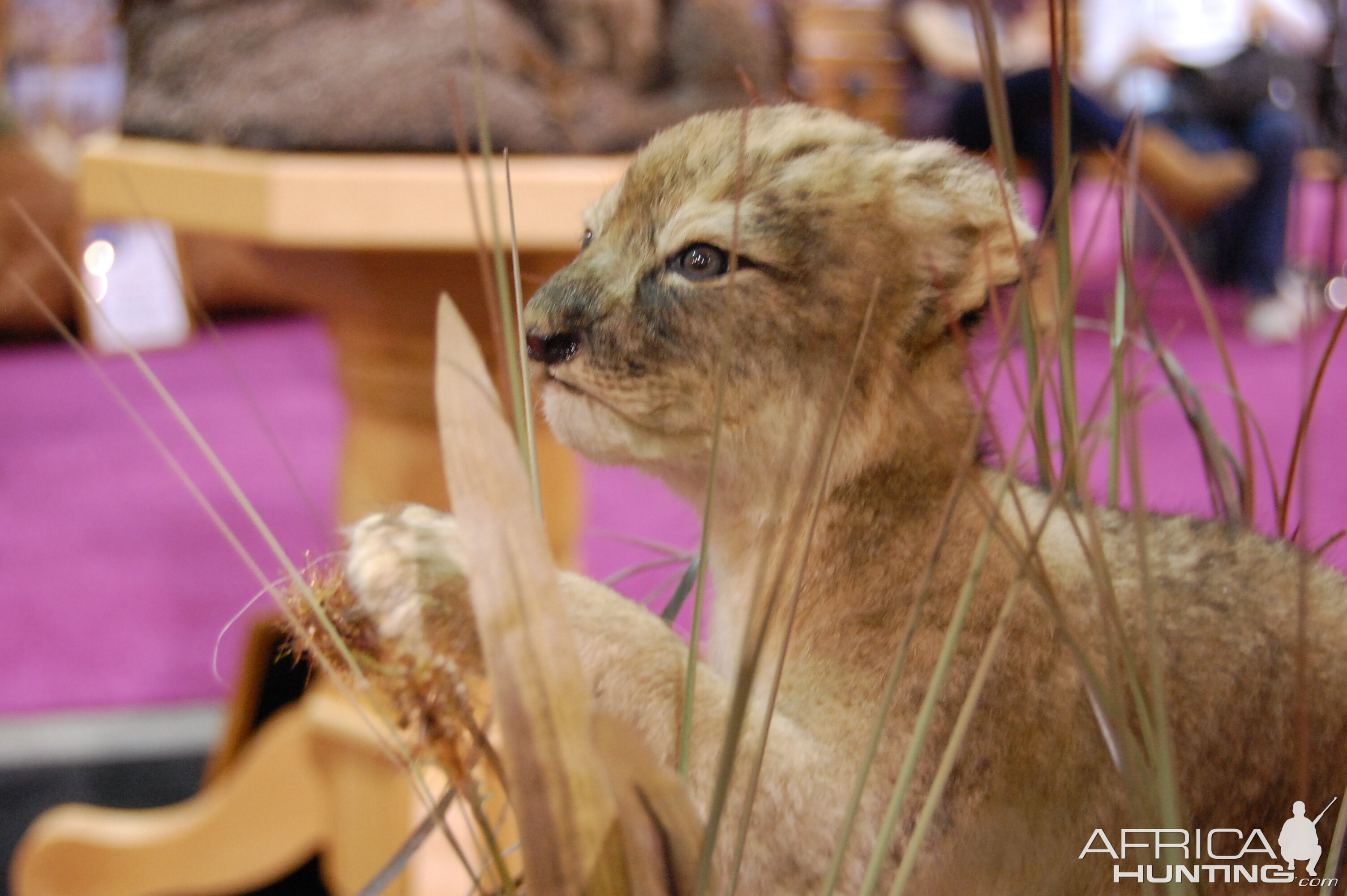 Taxidermy at Safari Club International Convention