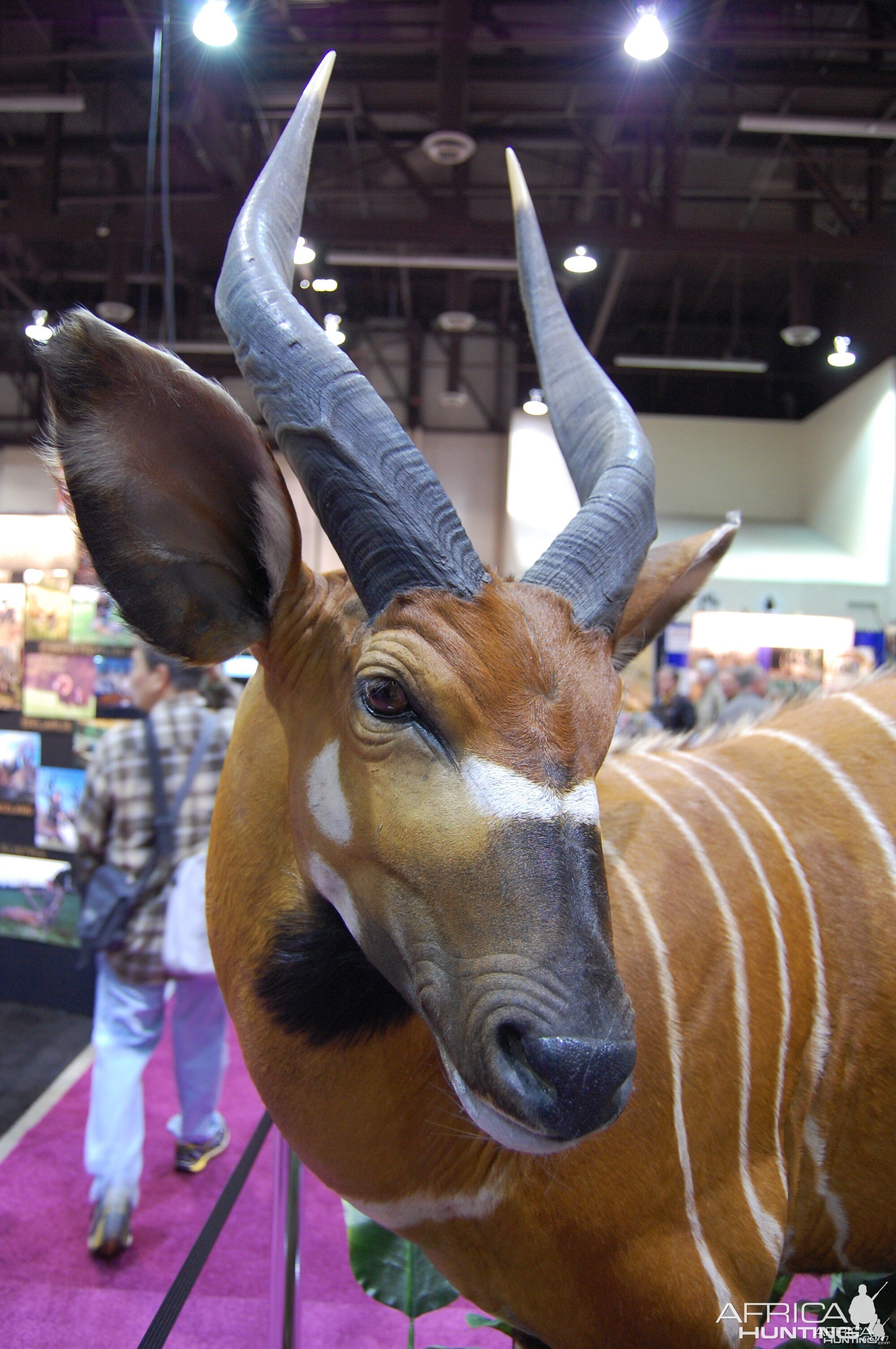 Taxidermy at Safari Club International Convention