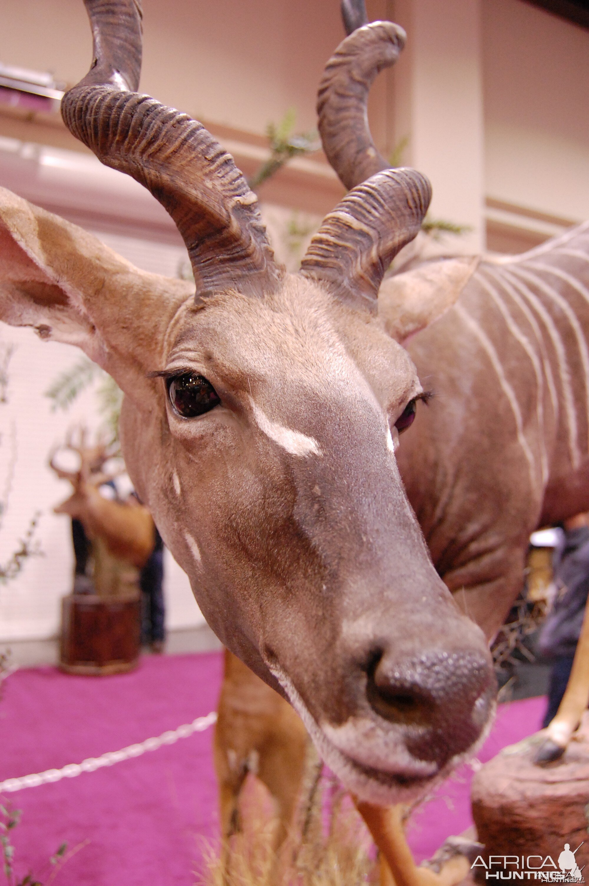 Taxidermy at Safari Club International Convention