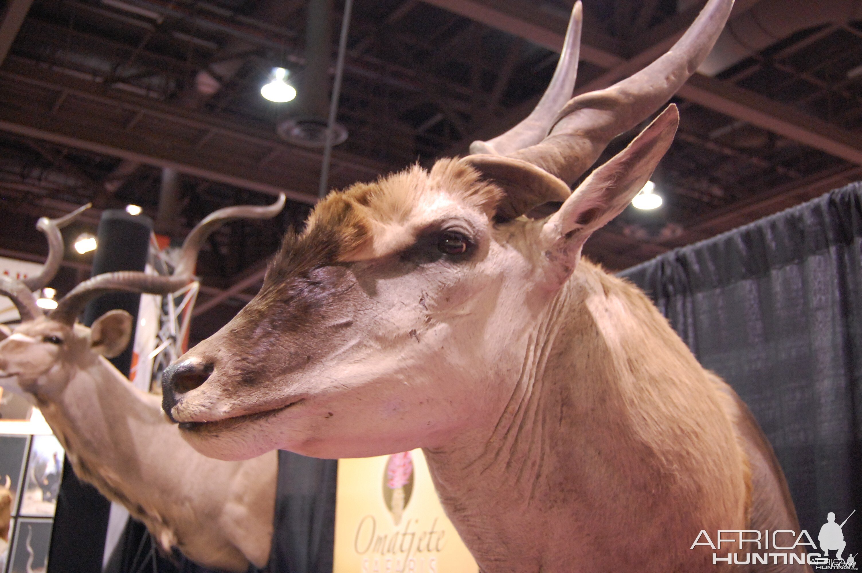 Taxidermy at Safari Club International Convention