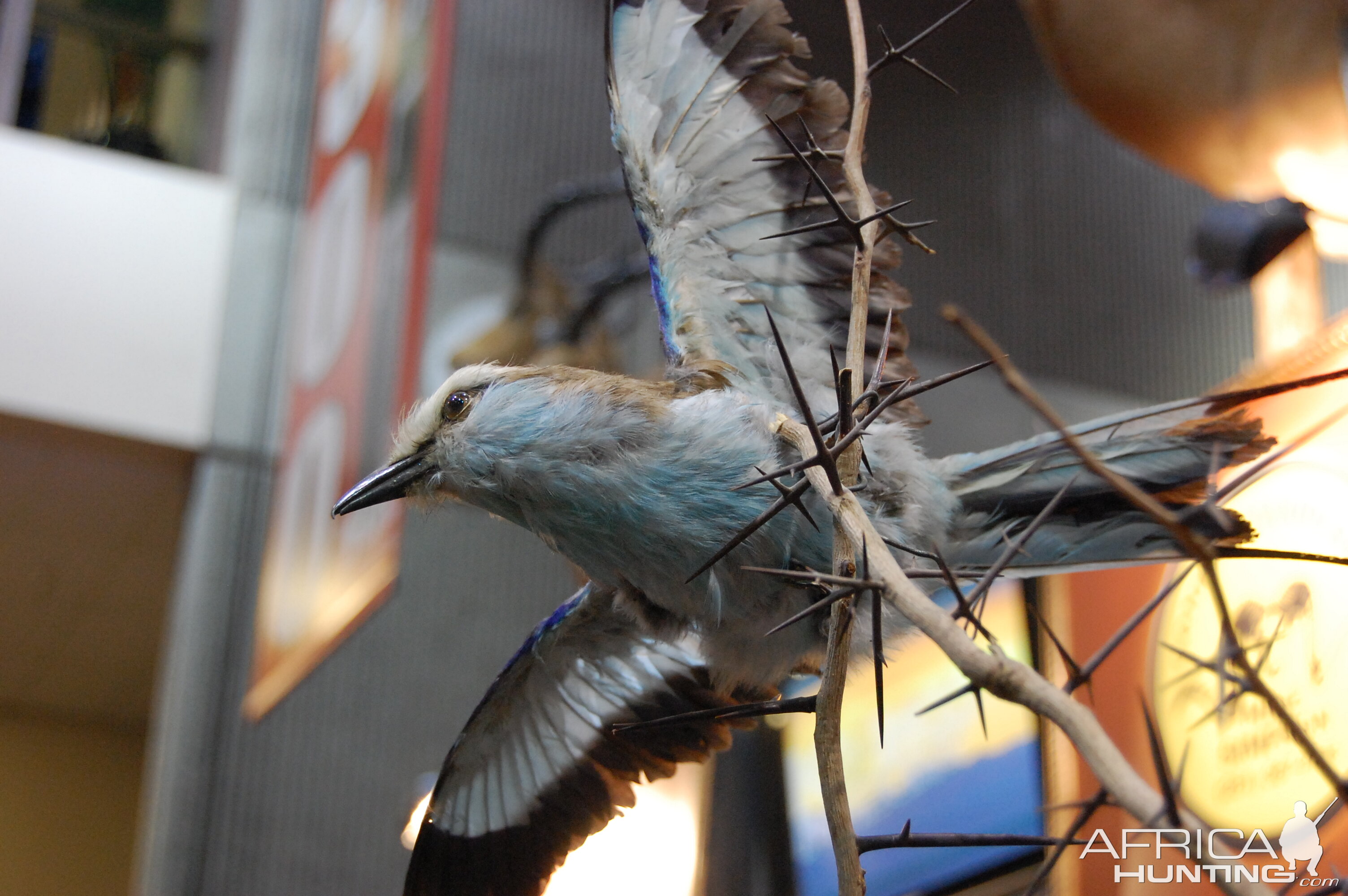 Taxidermy at Safari Club International Convention