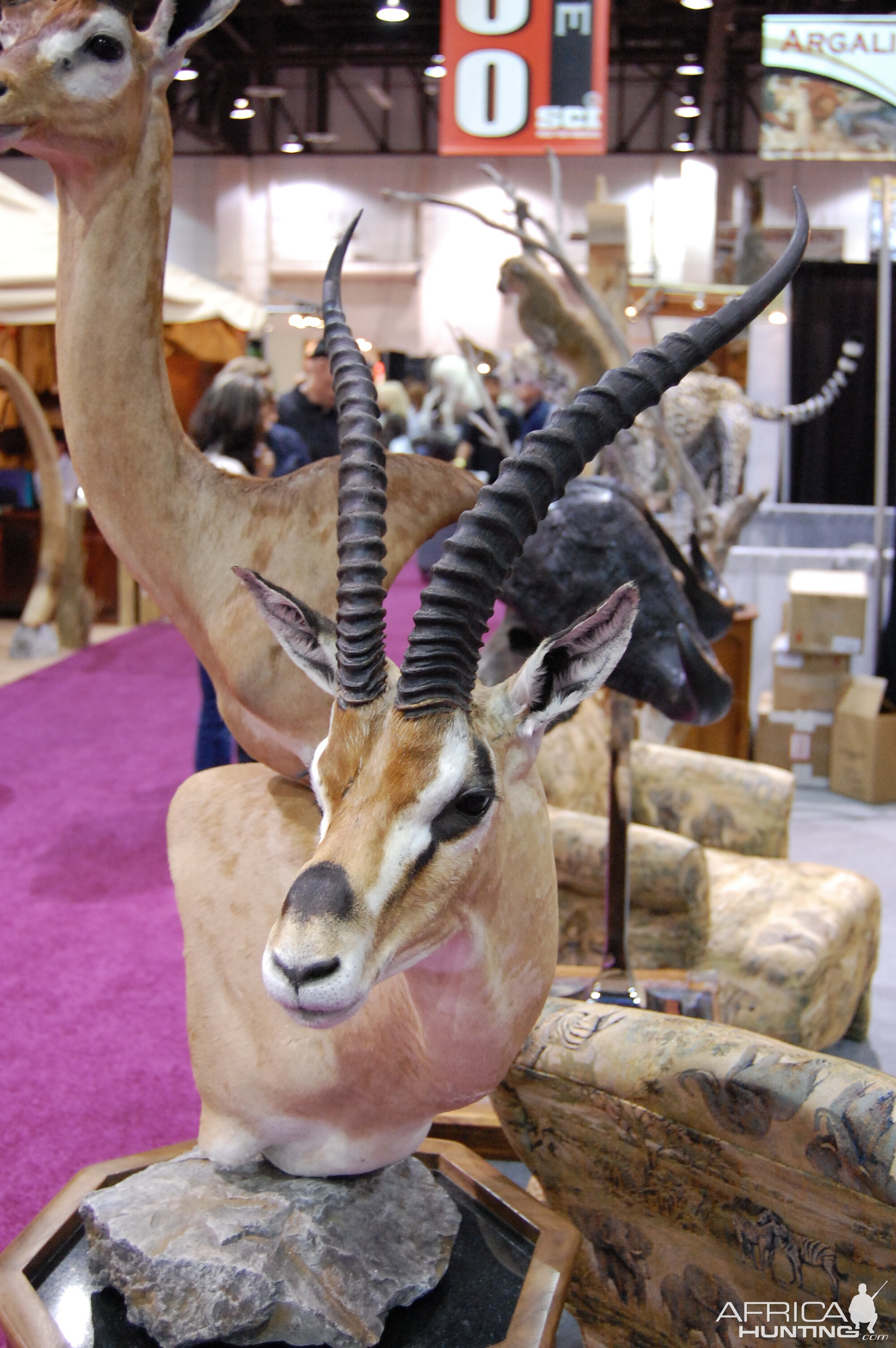 safari club taxidermy