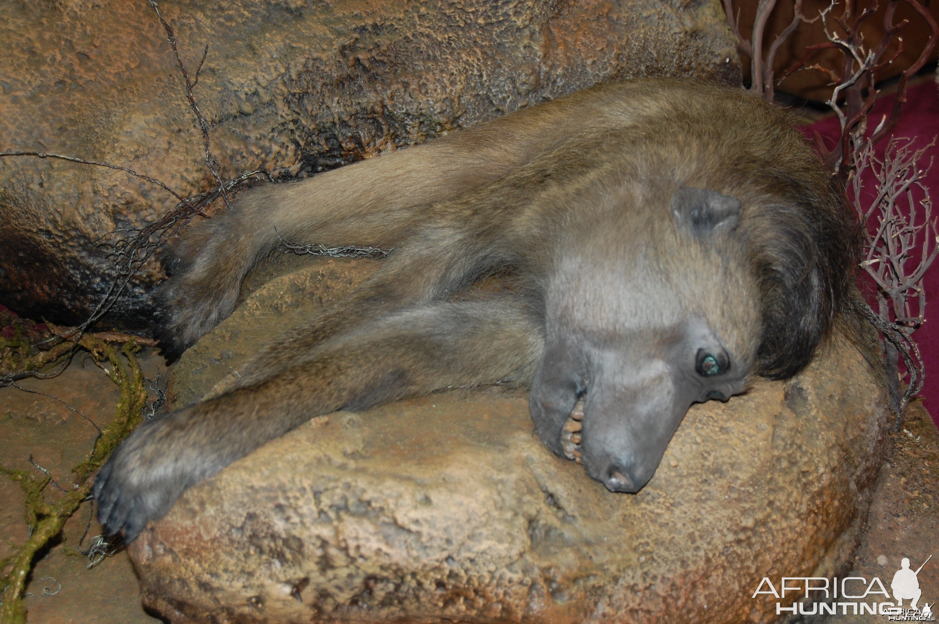 Taxidermy at Safari Club International Convention