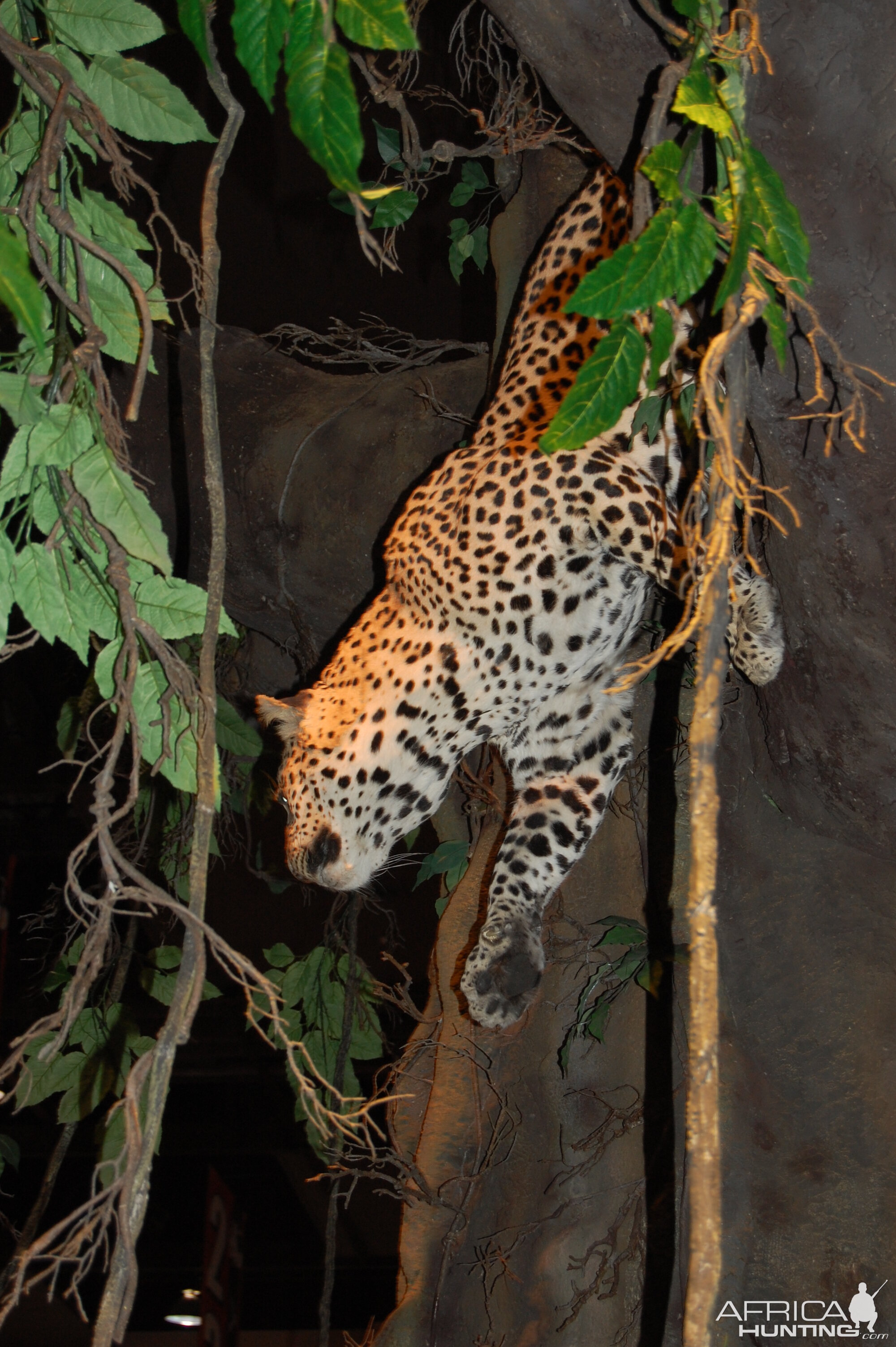 Taxidermy at Safari Club International Convention