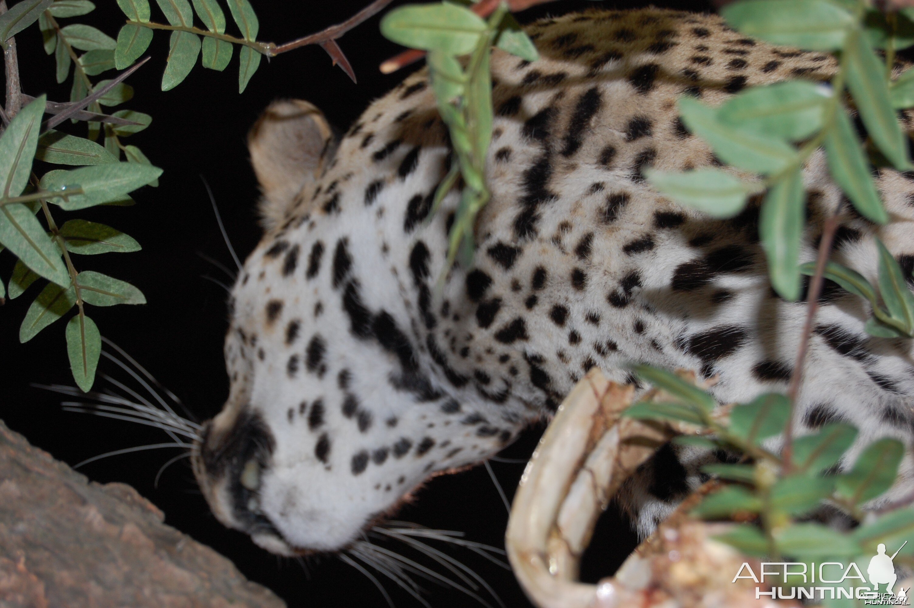 Taxidermy at Safari Club International Convention