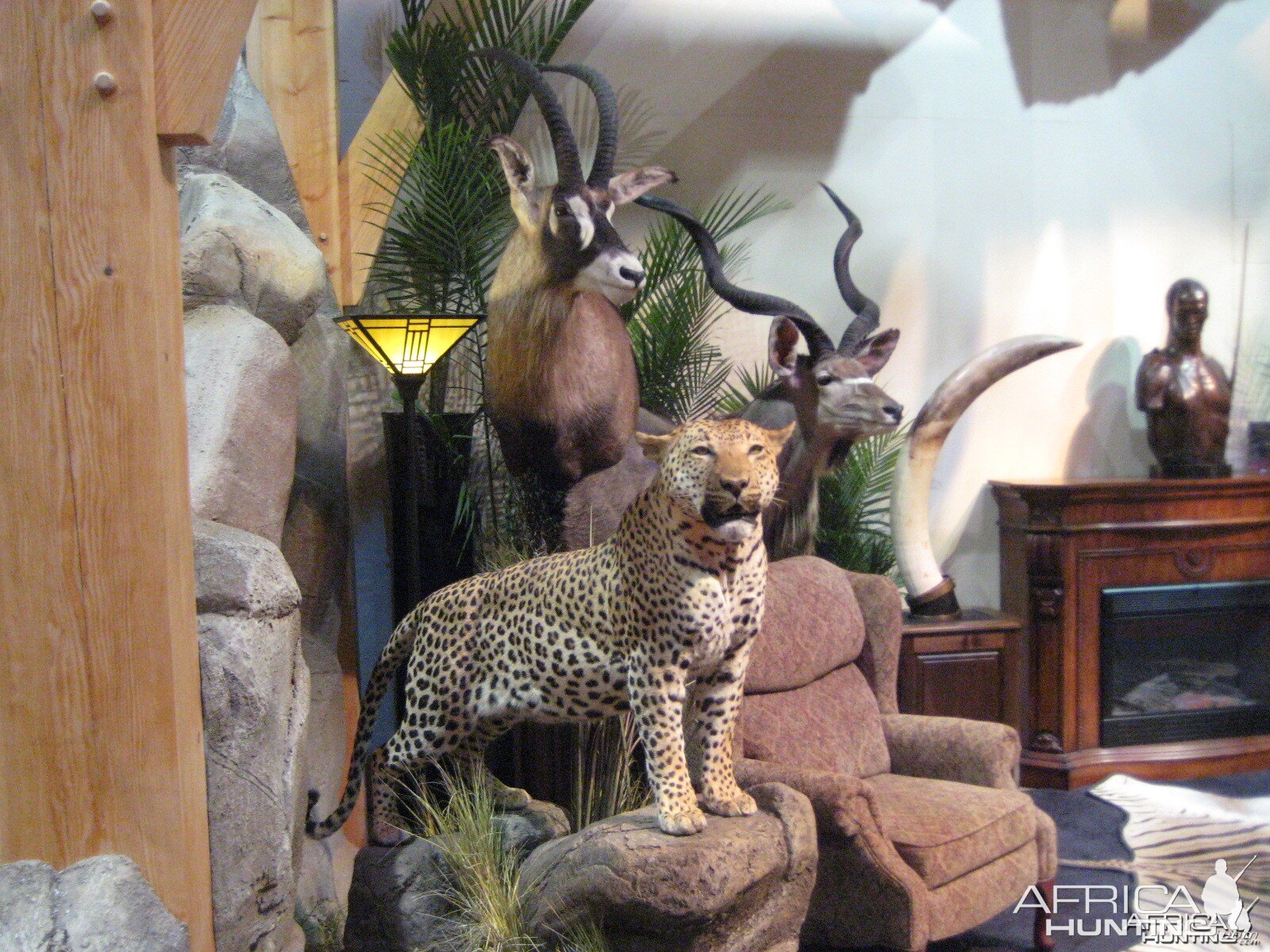 safari club taxidermy