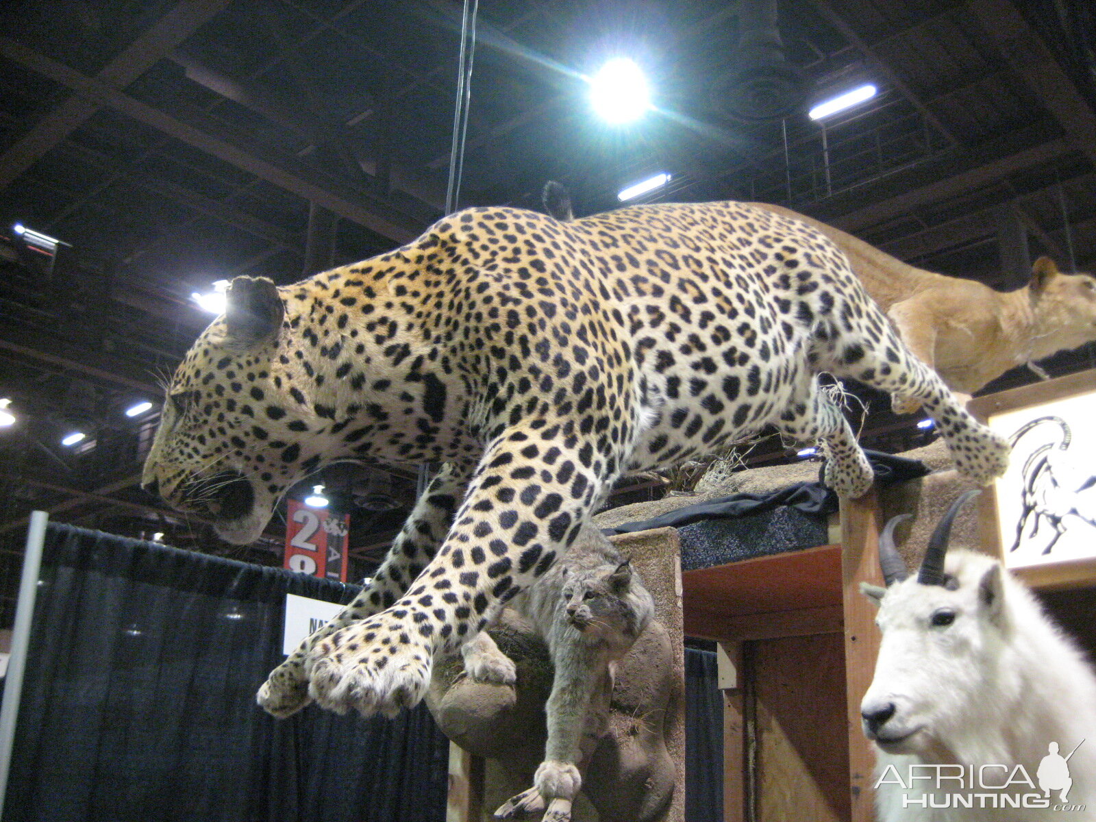 Taxidermy at Safari Club International Convention