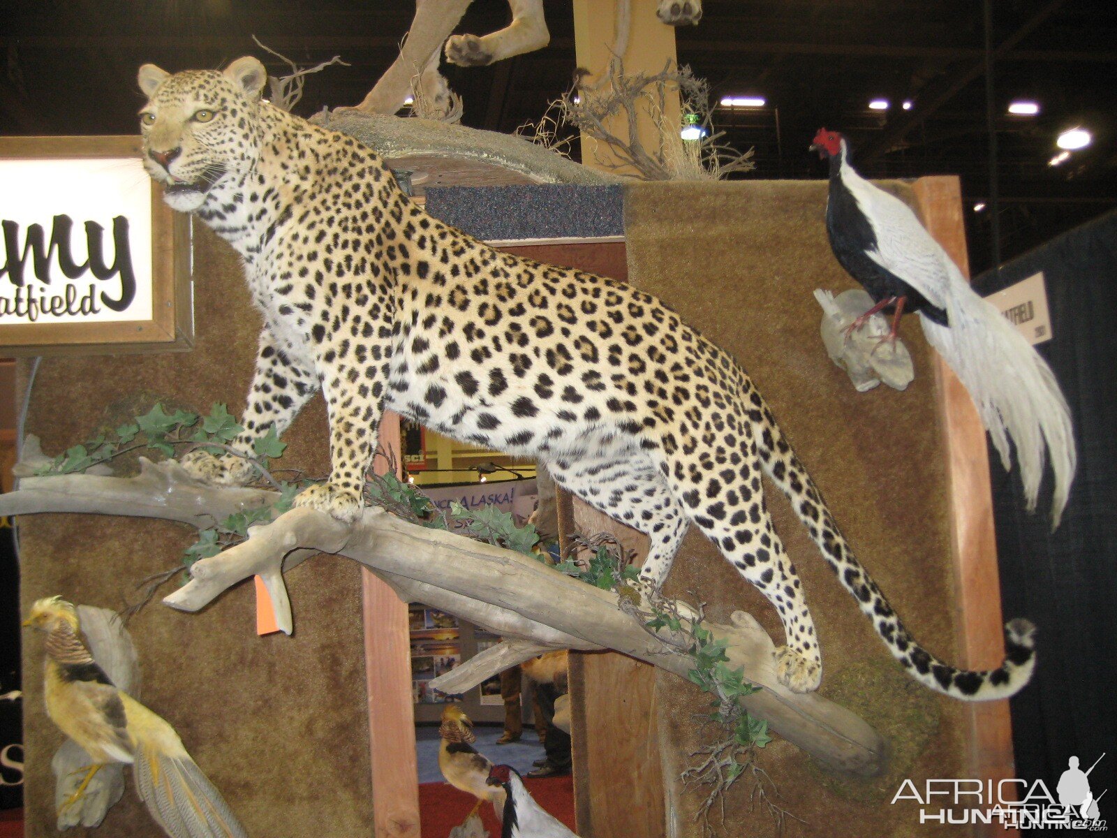 Taxidermy at Safari Club International Convention